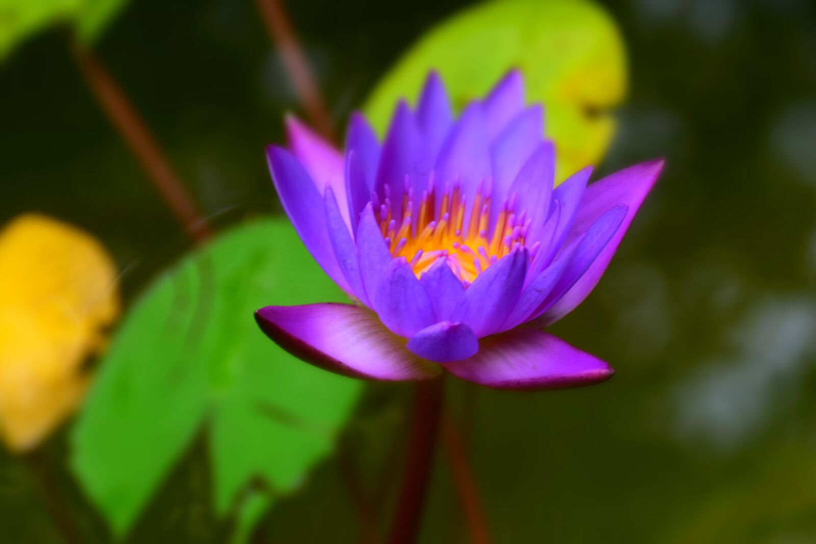 Nikon D7200 sample photo. Nature, flora, leaf photography