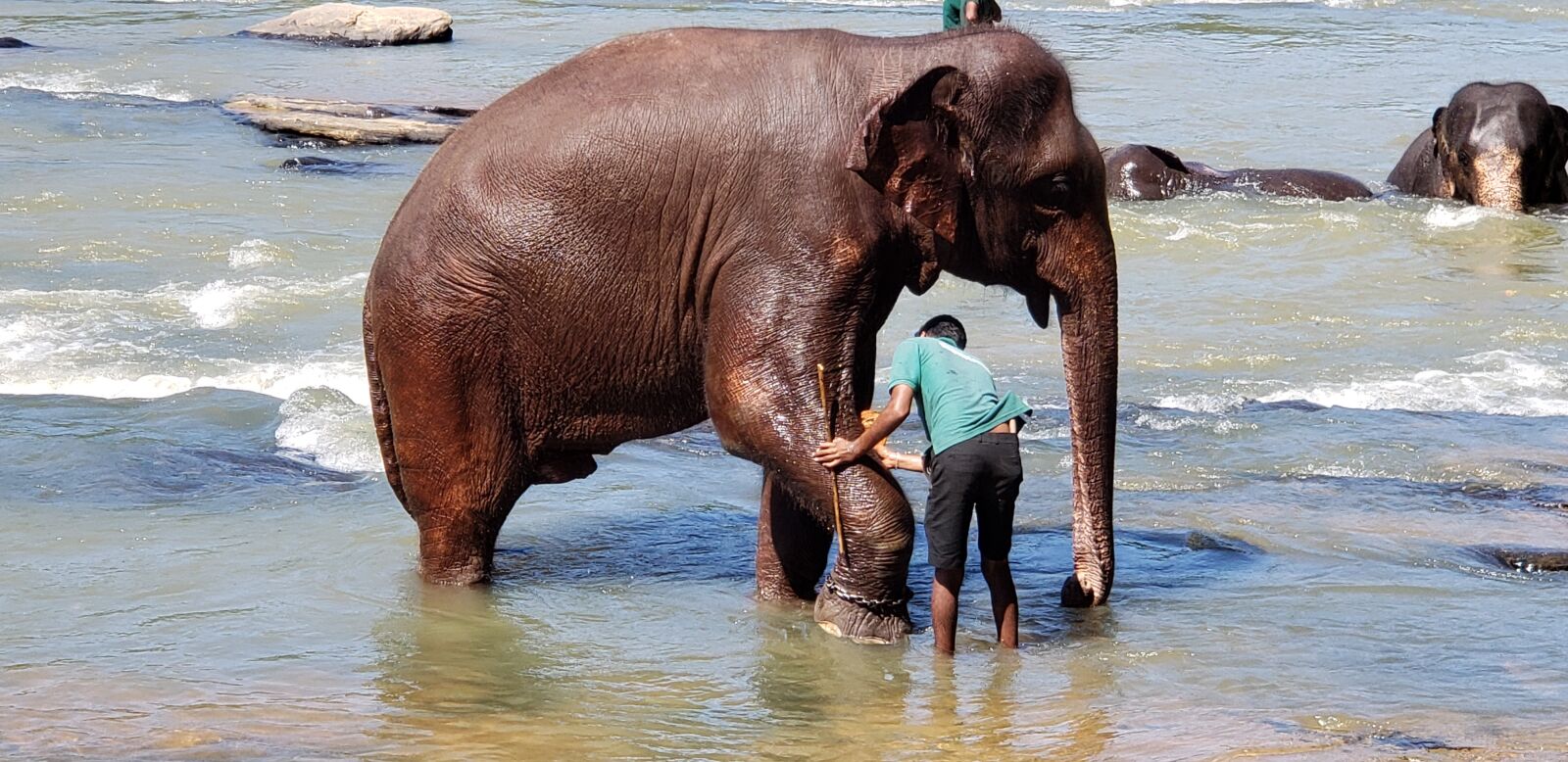 Samsung Galaxy S9+ sample photo. Elephants, bathing, sri lanka photography