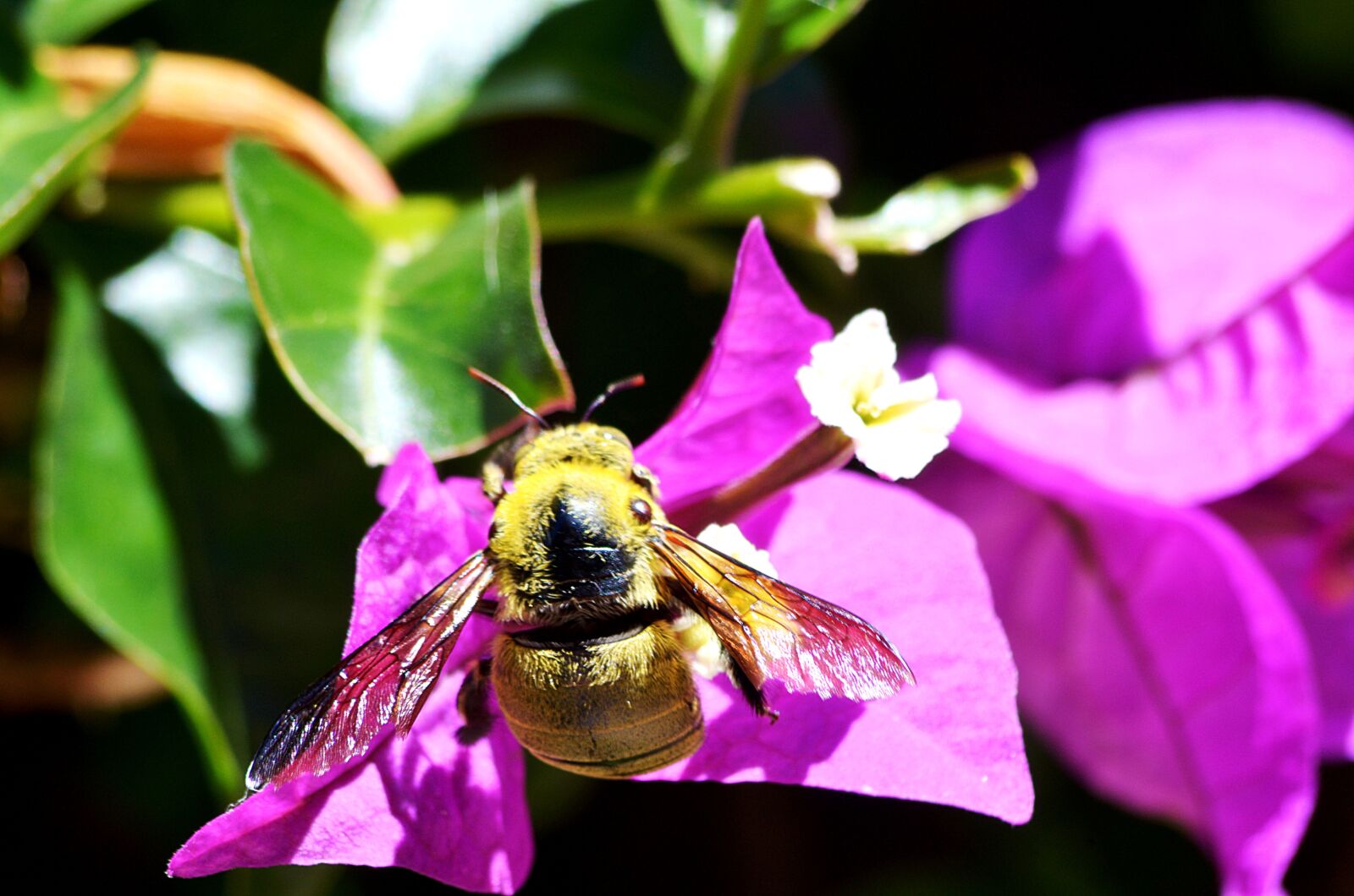Nikon D5100 sample photo. Bourdon, insect, spring photography