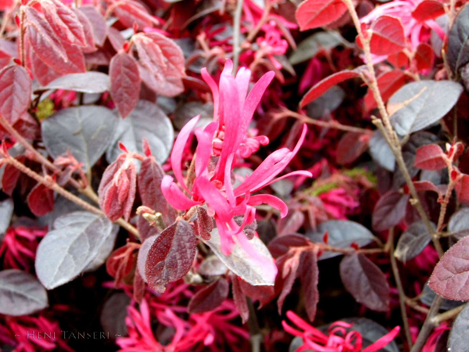 FujiFilm FinePix F70EXR (FinePix F75EXR) sample photo. Flowers photography