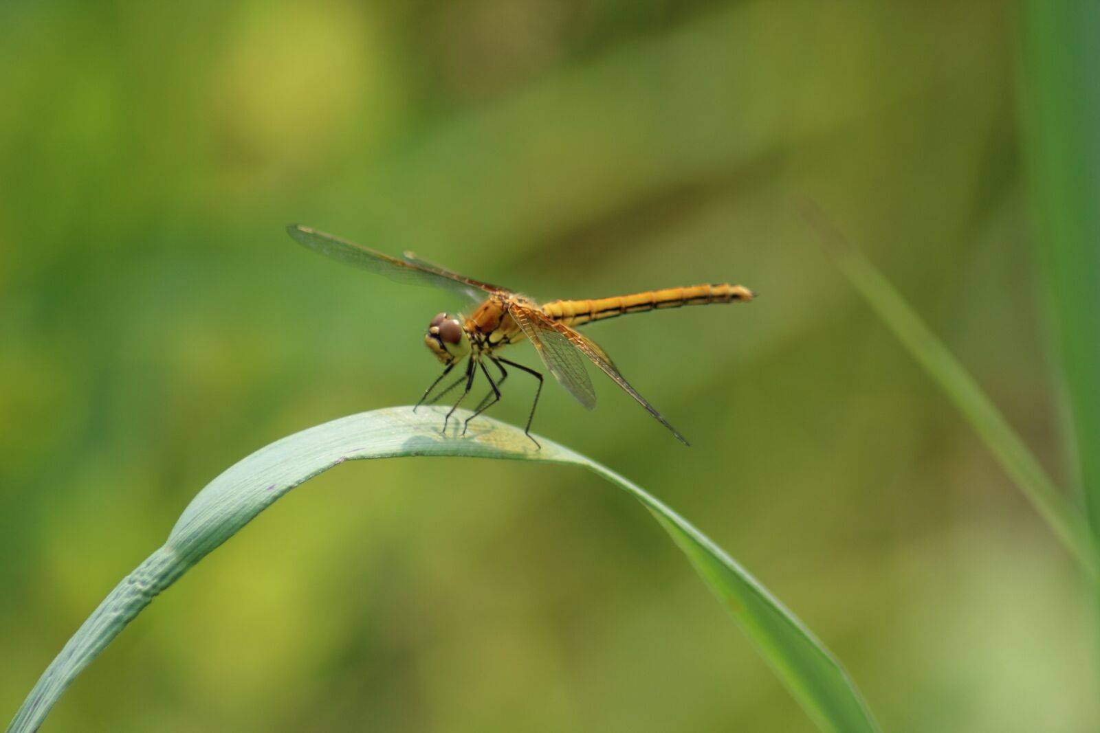 Canon EOS 1200D (EOS Rebel T5 / EOS Kiss X70 / EOS Hi) sample photo. Insect, nature, living nature photography