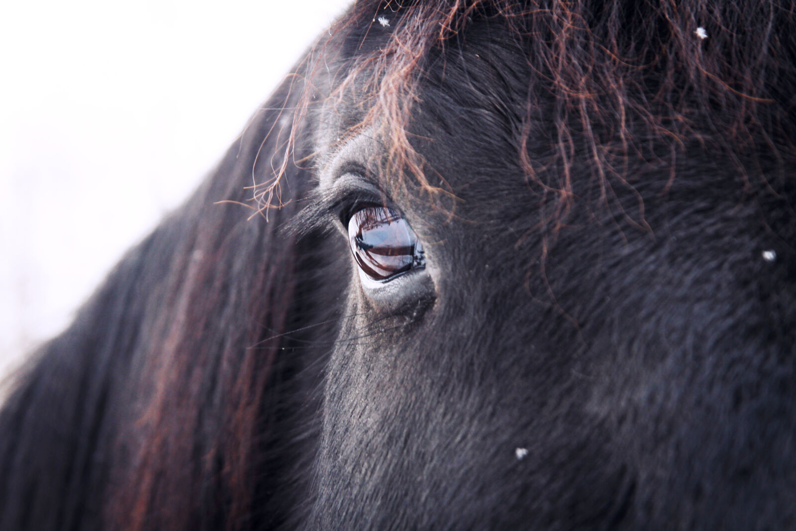 Canon EOS 60D sample photo. Animal, eye, horse, poney photography
