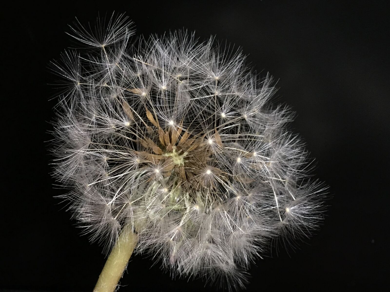 iPhone 6s Plus back camera 4.15mm f/2.2 sample photo. Seeds, delicate, flower photography