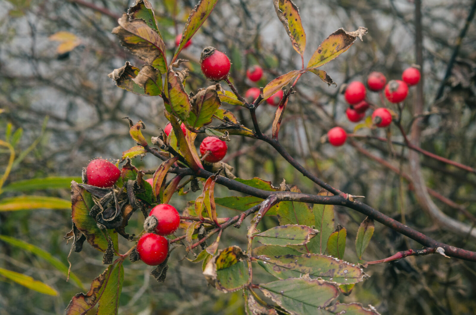 Nikon AF-S DX Nikkor 18-55mm F3.5-5.6G VR II sample photo. Autumn, berries, bush, fall photography
