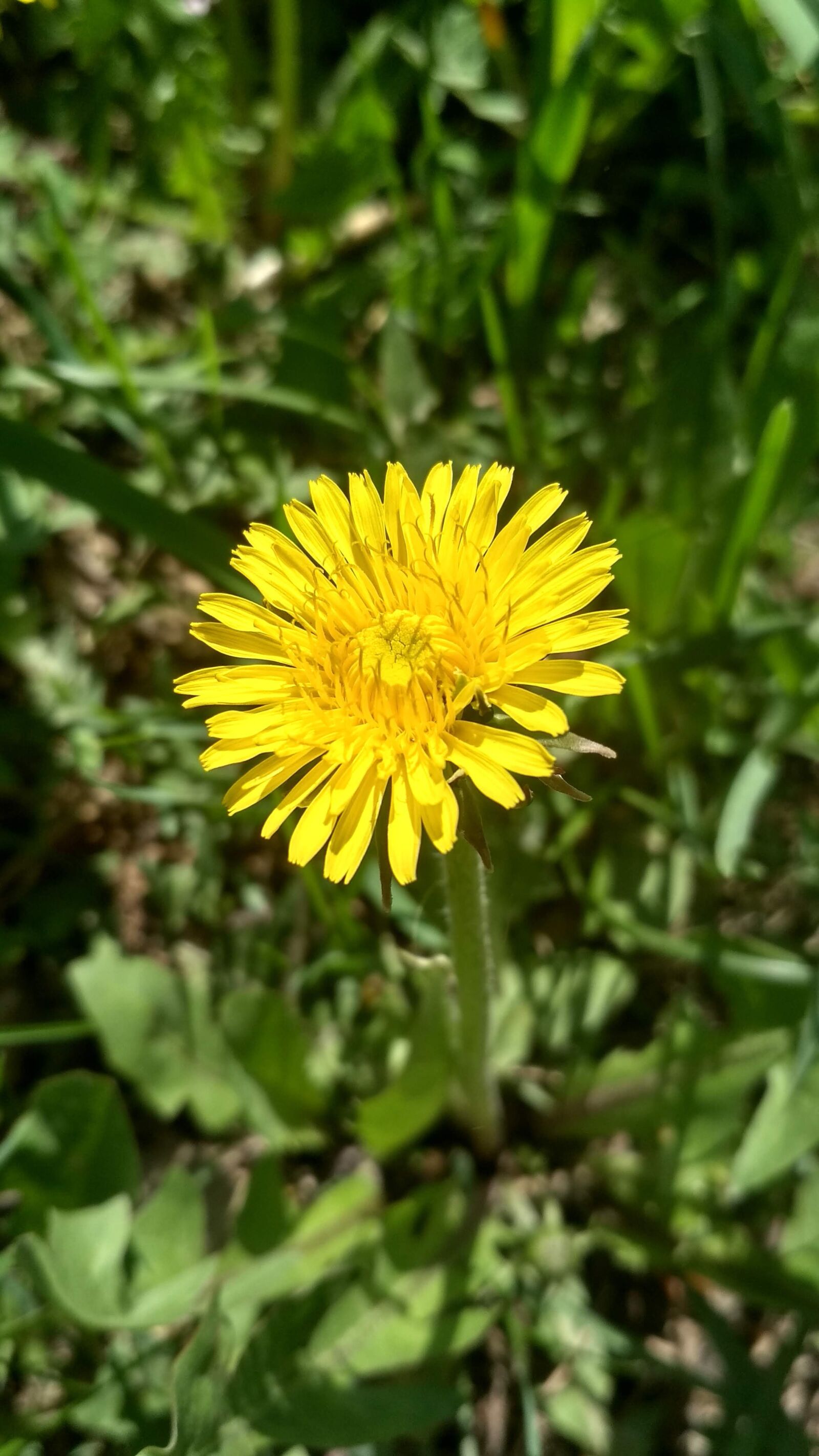 Xiaomi Redmi 4X sample photo. Flower, green, nature photography