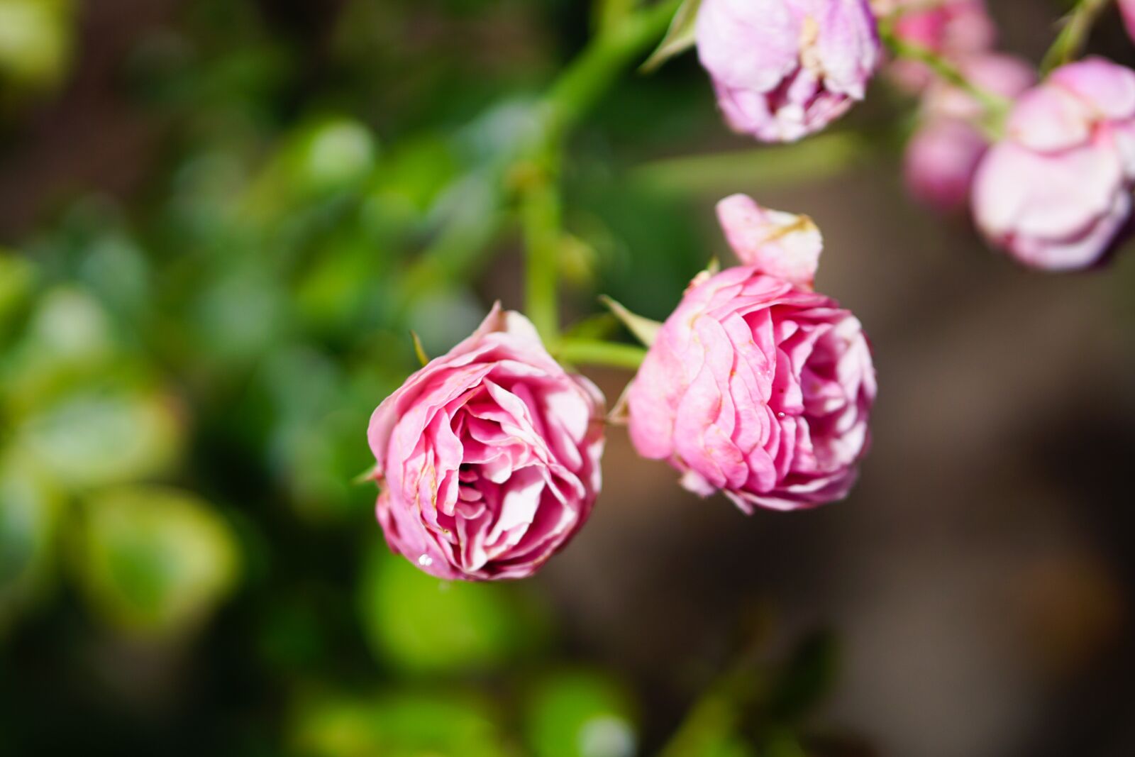 E 50mm F1.8 OSS sample photo. Pink, rose, flower photography
