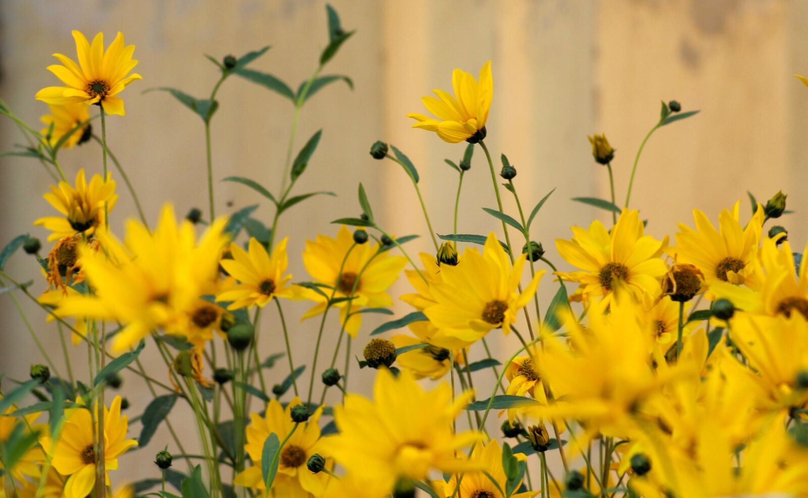 Canon EOS 1200D (EOS Rebel T5 / EOS Kiss X70 / EOS Hi) sample photo. Flowers, yellow, summer photography