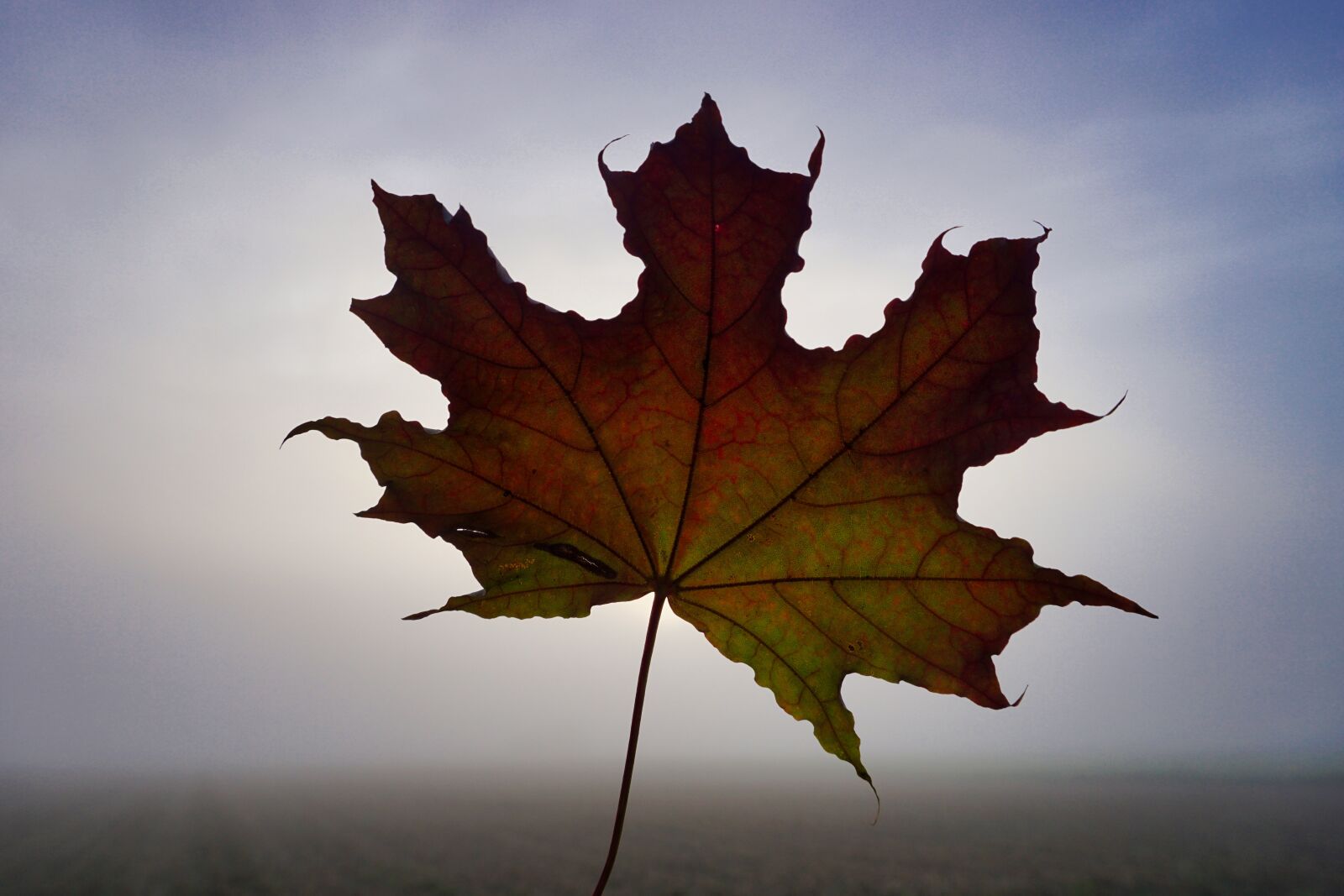 Sony E 16-50mm F3.5-5.6 PZ OSS sample photo. Autumn, foggy, fog photography