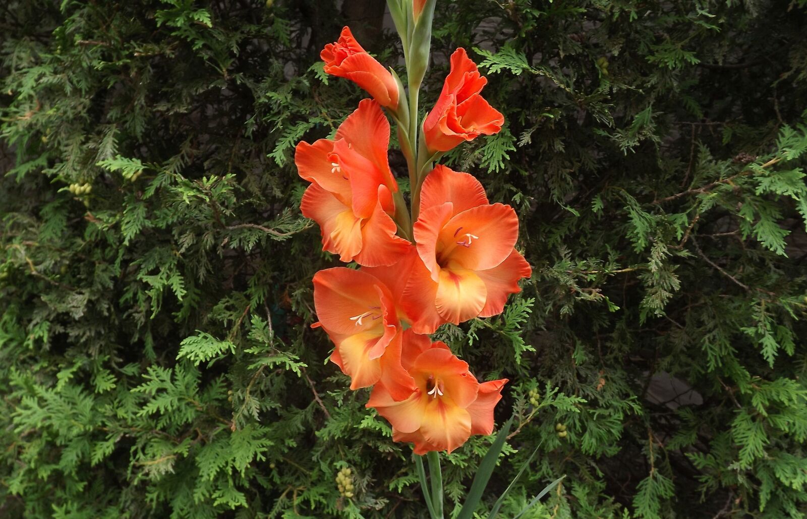 Fujifilm FinePix S3400 sample photo. Flowers, gladiole, gladioli photography