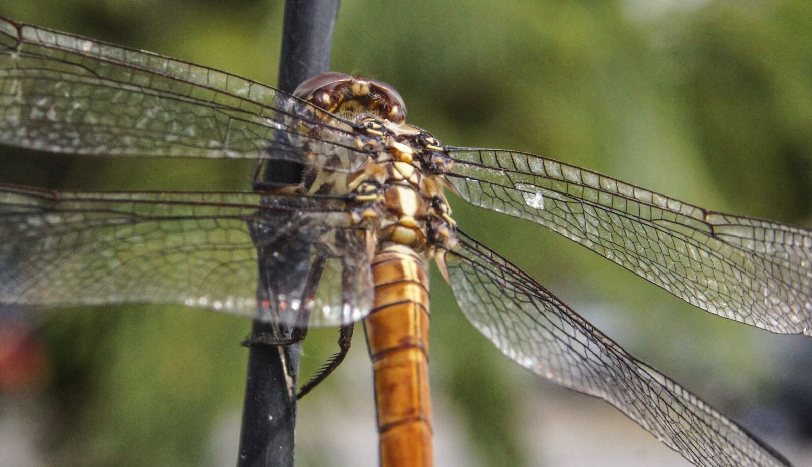 Sony SLT-A55 (SLT-A55V) sample photo. Insect, dragonfly, nature photography