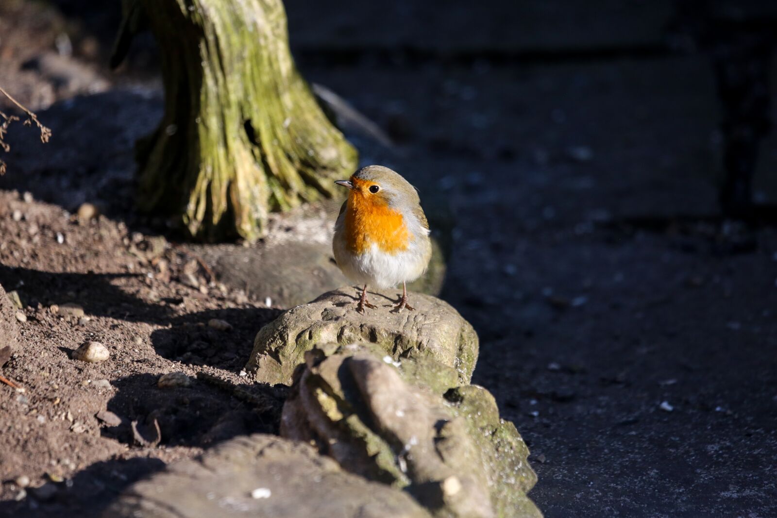 Canon EF 100-400mm F4.5-5.6L IS USM sample photo. Robin, bird, garden photography