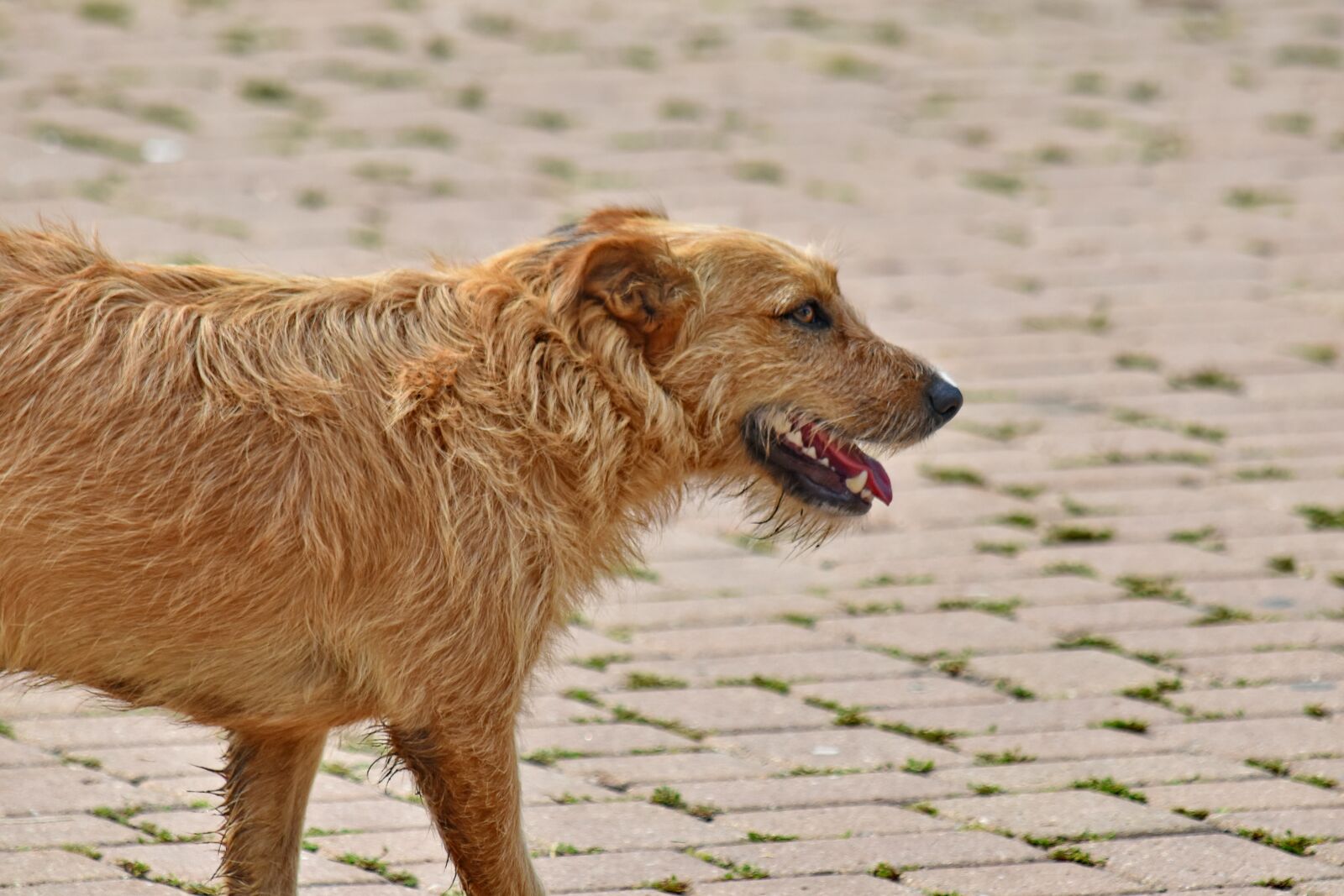 Nikon D5500 sample photo. Dog, light brown, pavement photography