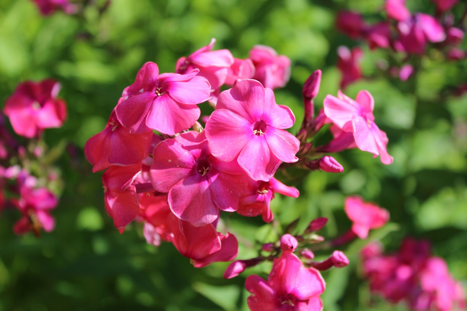 Canon EOS 600D (Rebel EOS T3i / EOS Kiss X5) sample photo. Flowers, phlox, flower photography