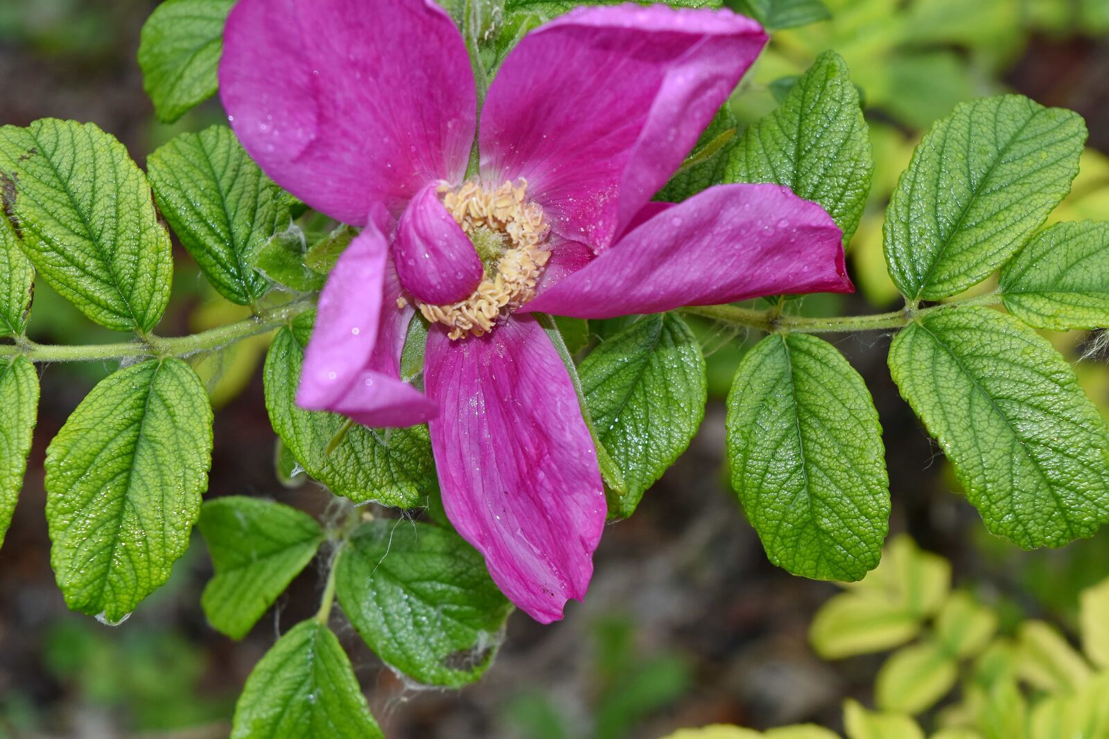 Nikon D5500 sample photo. Dew, nectar, petal, pollinating photography