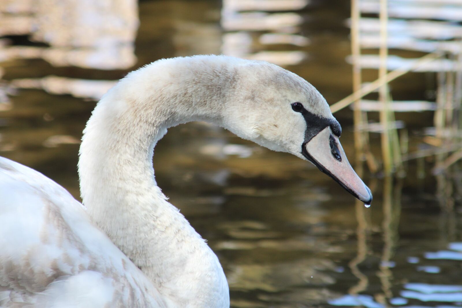 Canon EOS 500D (EOS Rebel T1i / EOS Kiss X3) sample photo. Swan, animal, bird photography