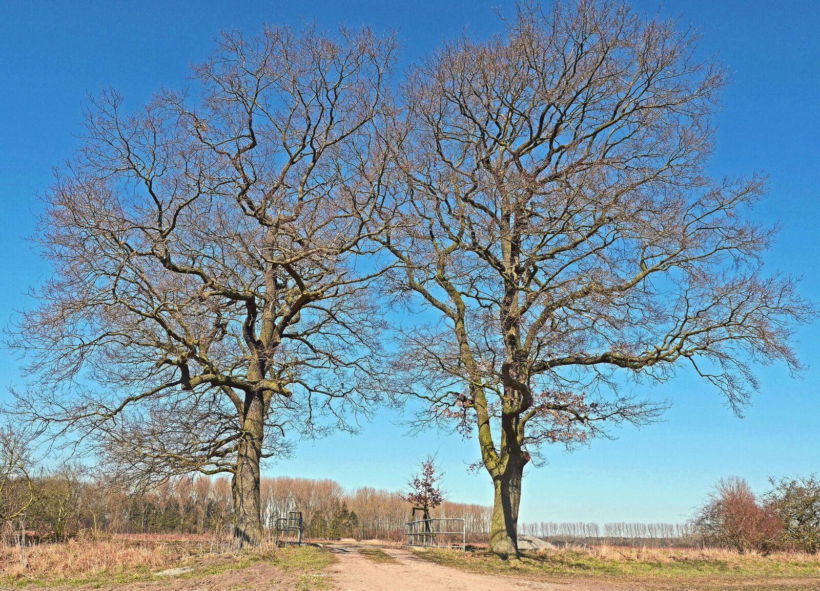 Panasonic Lumix DMC-GH3 sample photo. Tree, landscape, forest, road photography