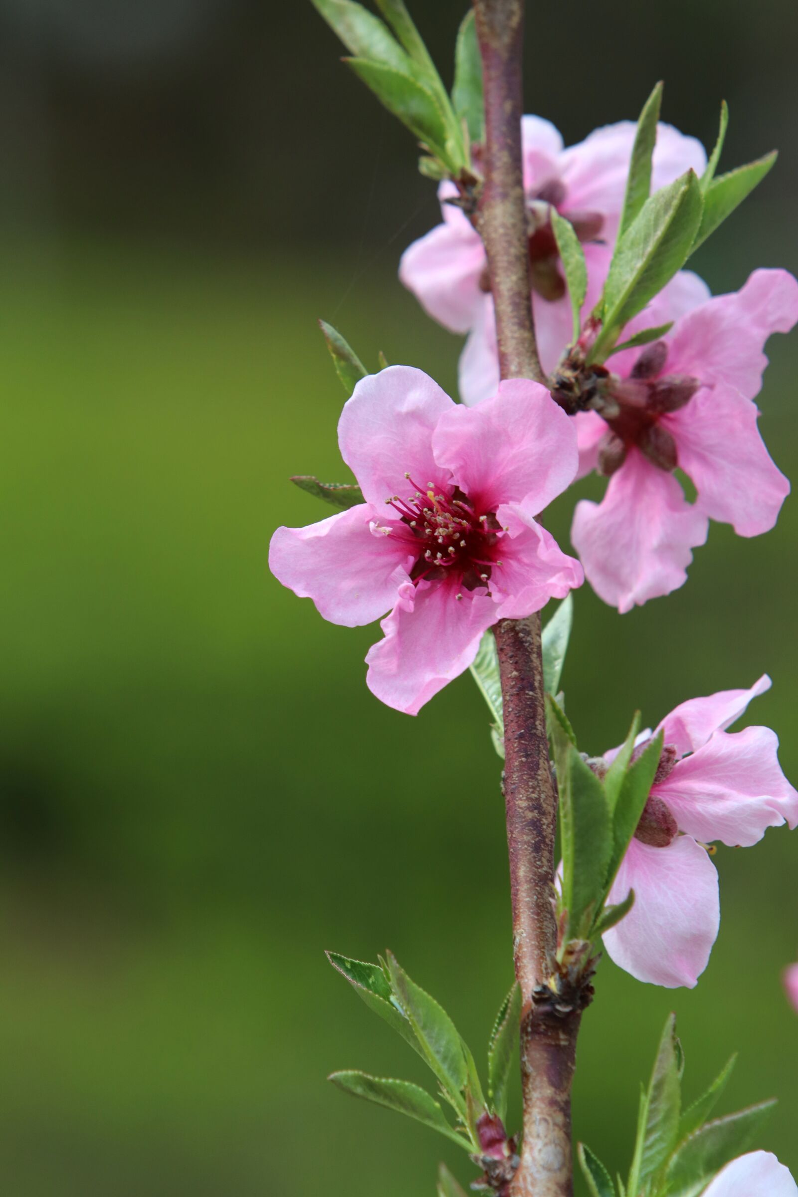 Canon EF 70-200mm F2.8L USM sample photo. Spring, copy flower, cherry photography