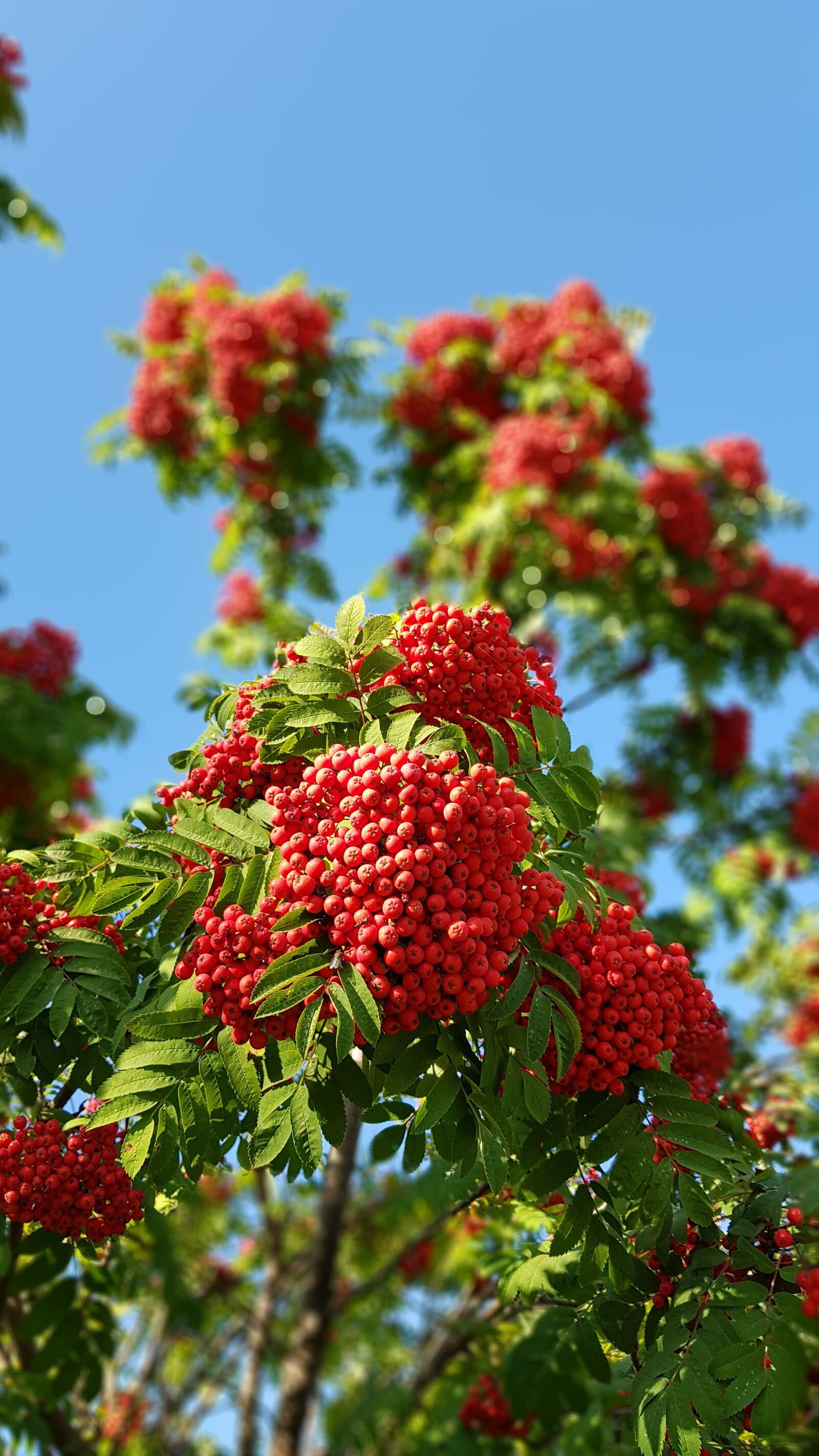 Samsung Galaxy S8+ sample photo. Autumn, rowan, tree photography