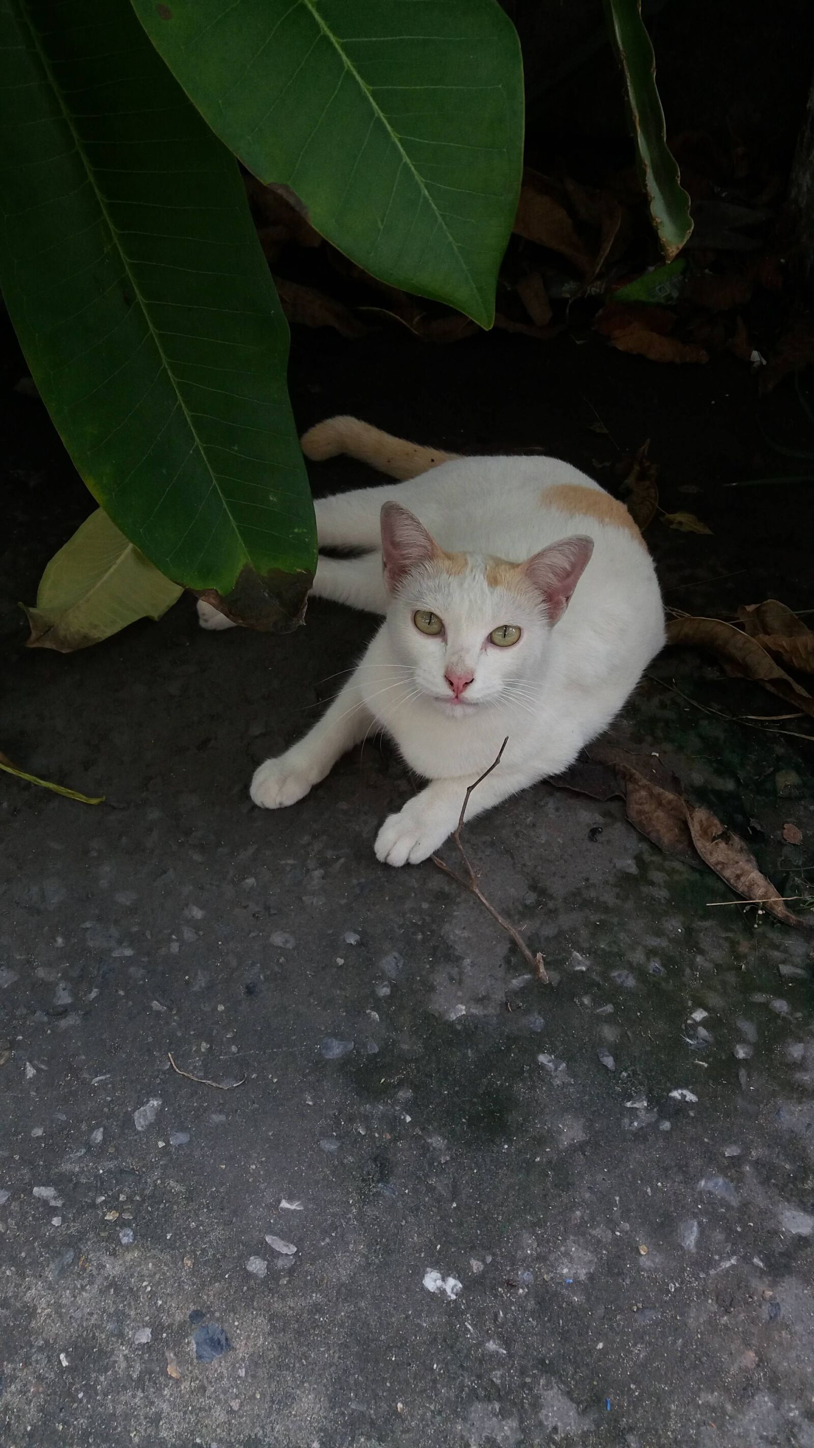 Samsung Galaxy J5 sample photo. Cat, animals photography