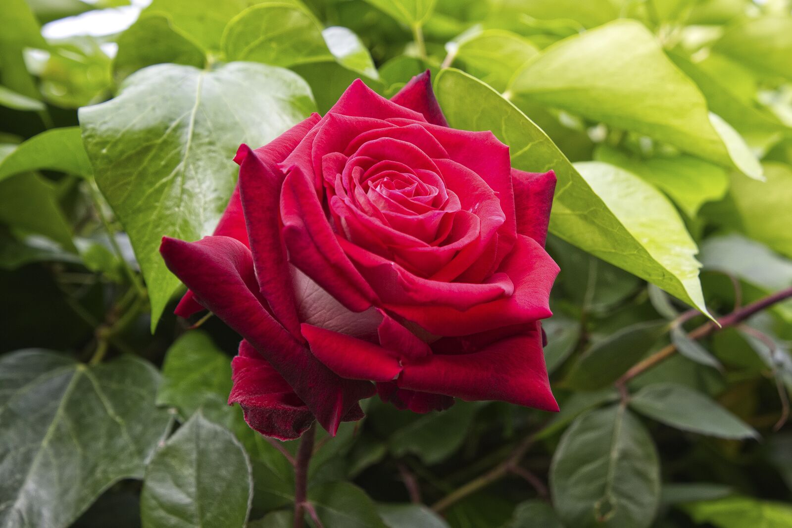 Nikon D7200 sample photo. Rosa, garden, flower photography
