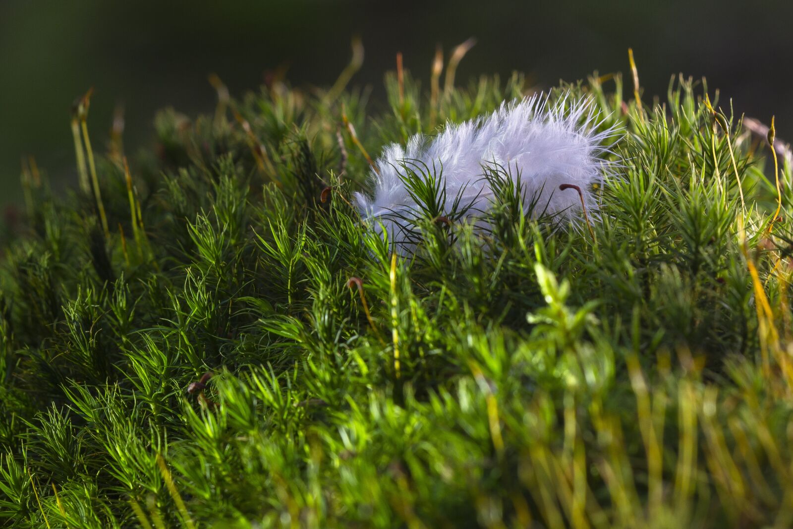 Canon EOS 7D sample photo. Feather, fluff, moss photography