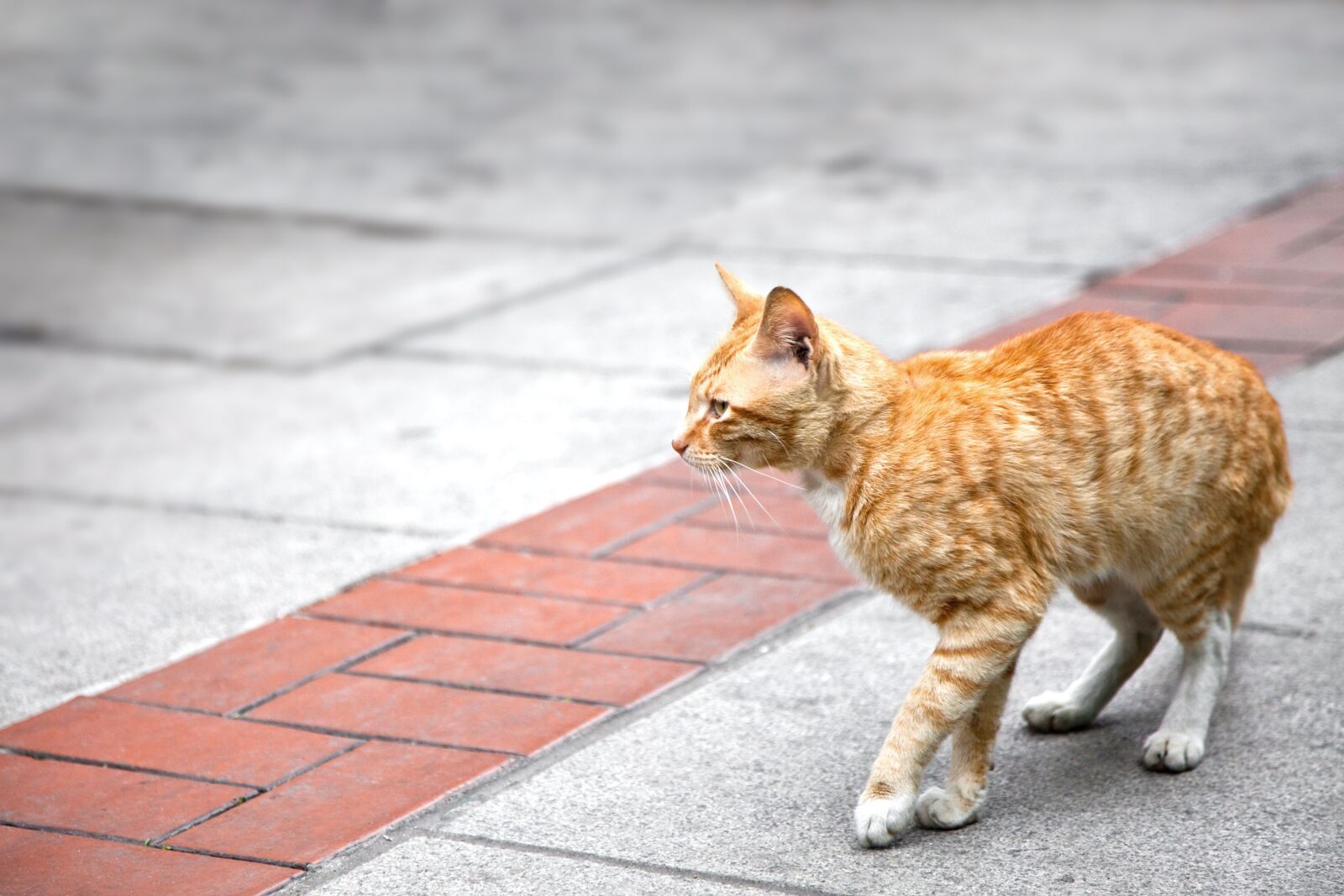 Canon EOS 5D Mark II sample photo. Cat, soft, cute photography
