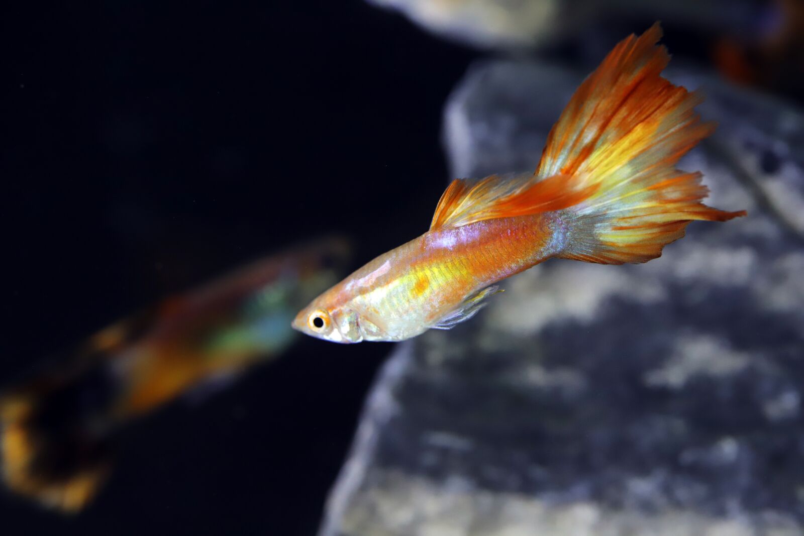 Canon EOS 6D Mark II sample photo. Goofy, tropical fish, fish photography