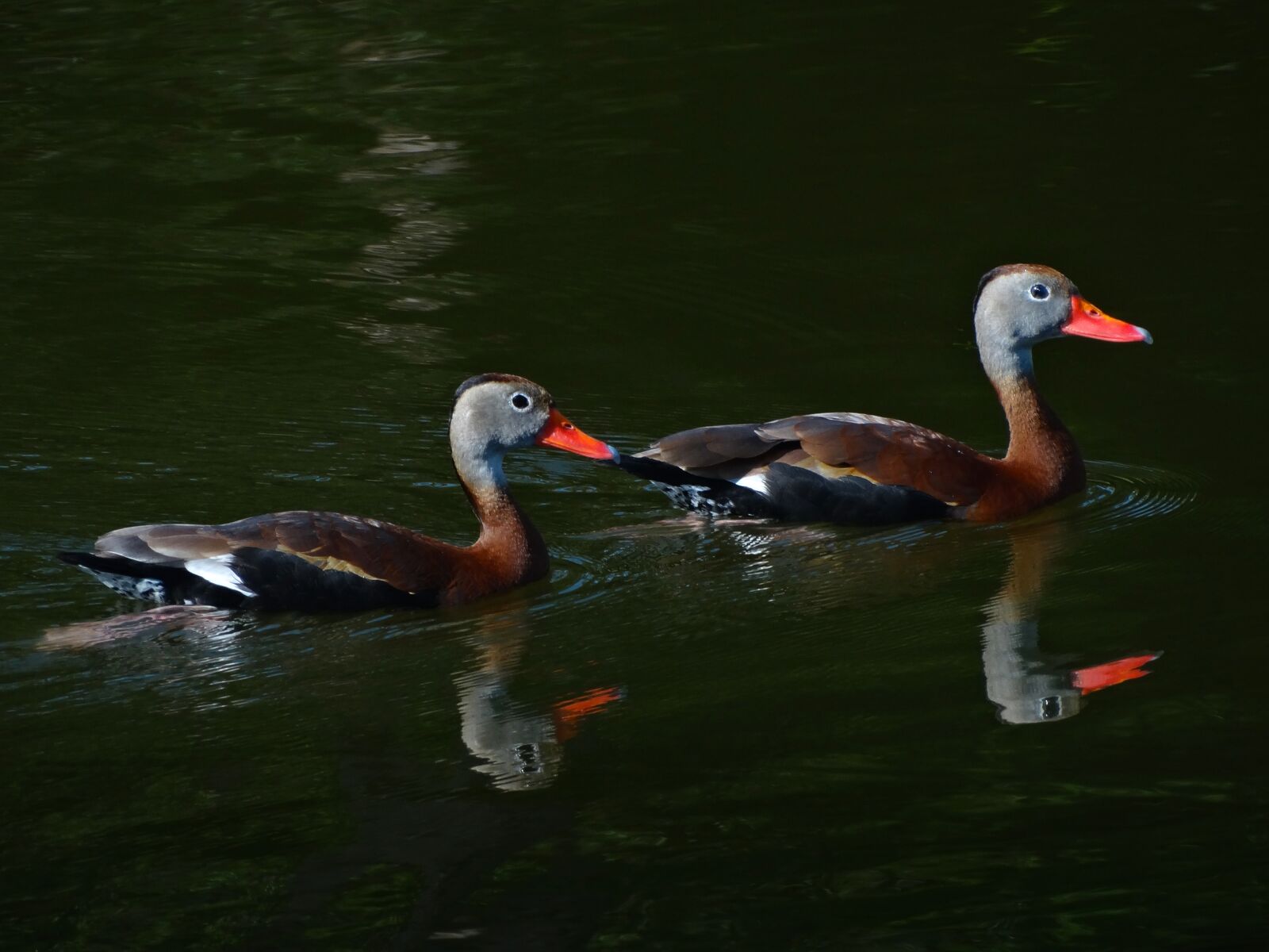 Sony Cyber-shot DSC-HX300 sample photo. Black-bellied whistling ducks, ducks photography