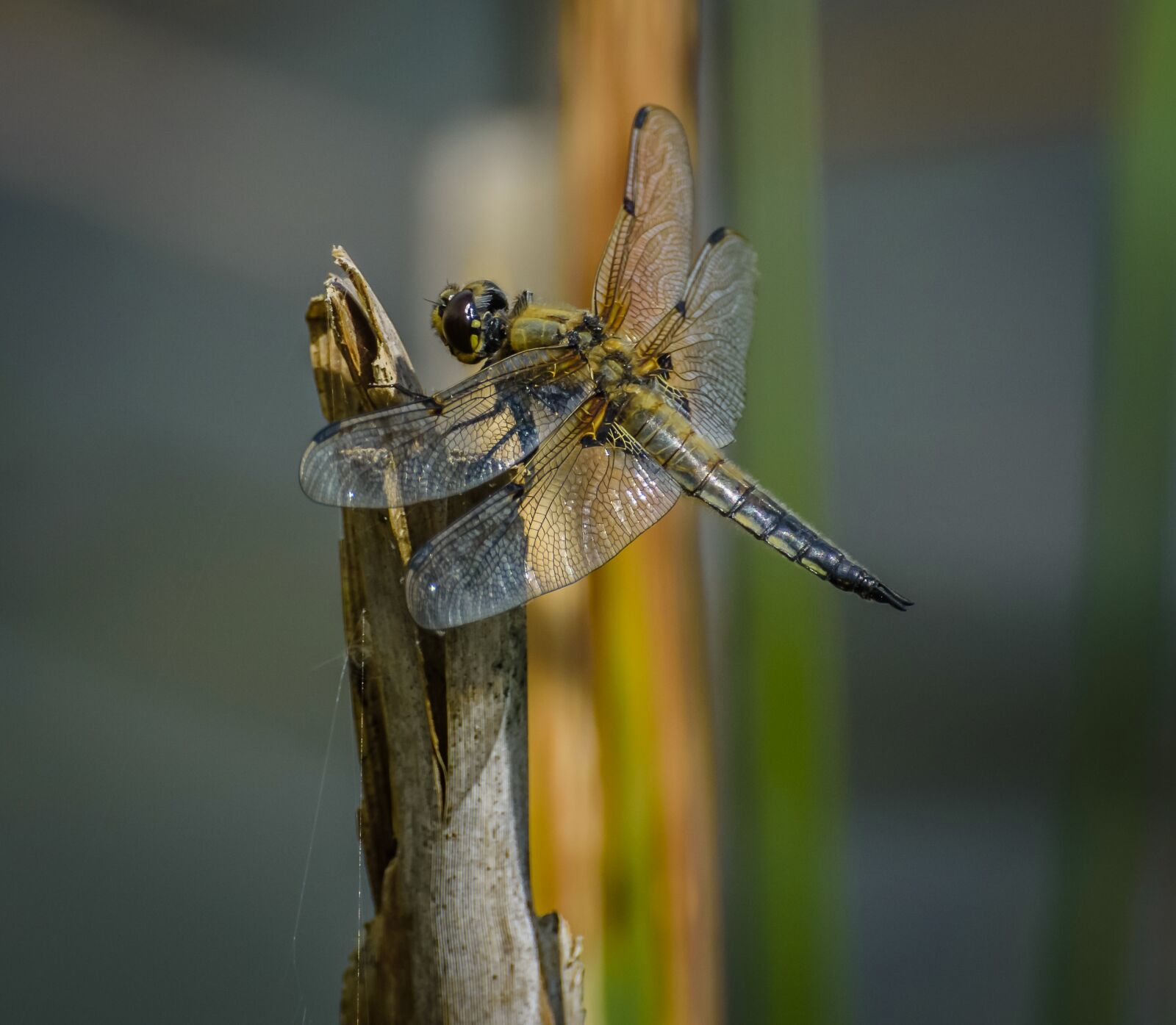 Nikon D7200 sample photo. Dragonfly, odonata, fauna photography