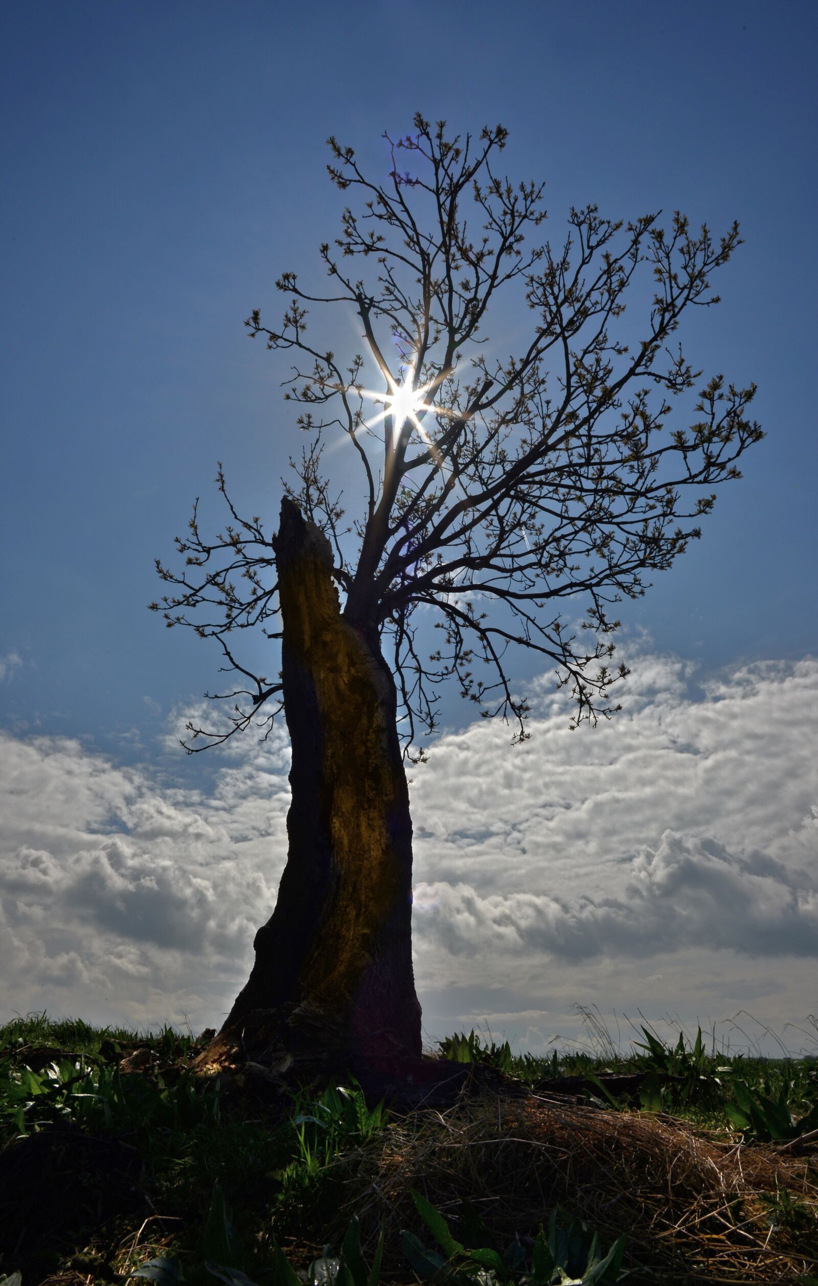 Nikon D610 sample photo. Tree, dead tree, fighting photography