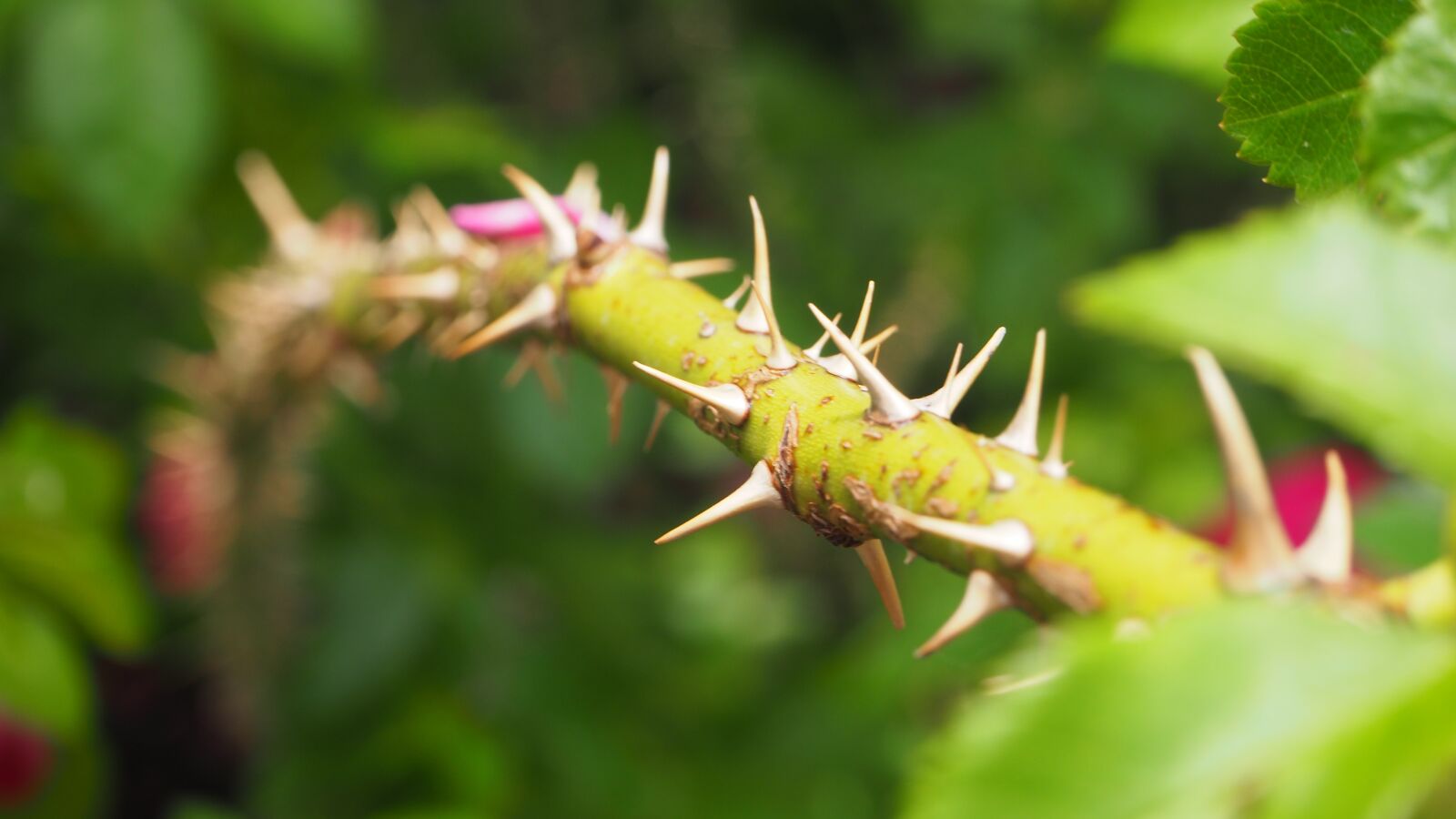 Olympus OM-D E-M10 II sample photo. Thorns, stem, plant photography