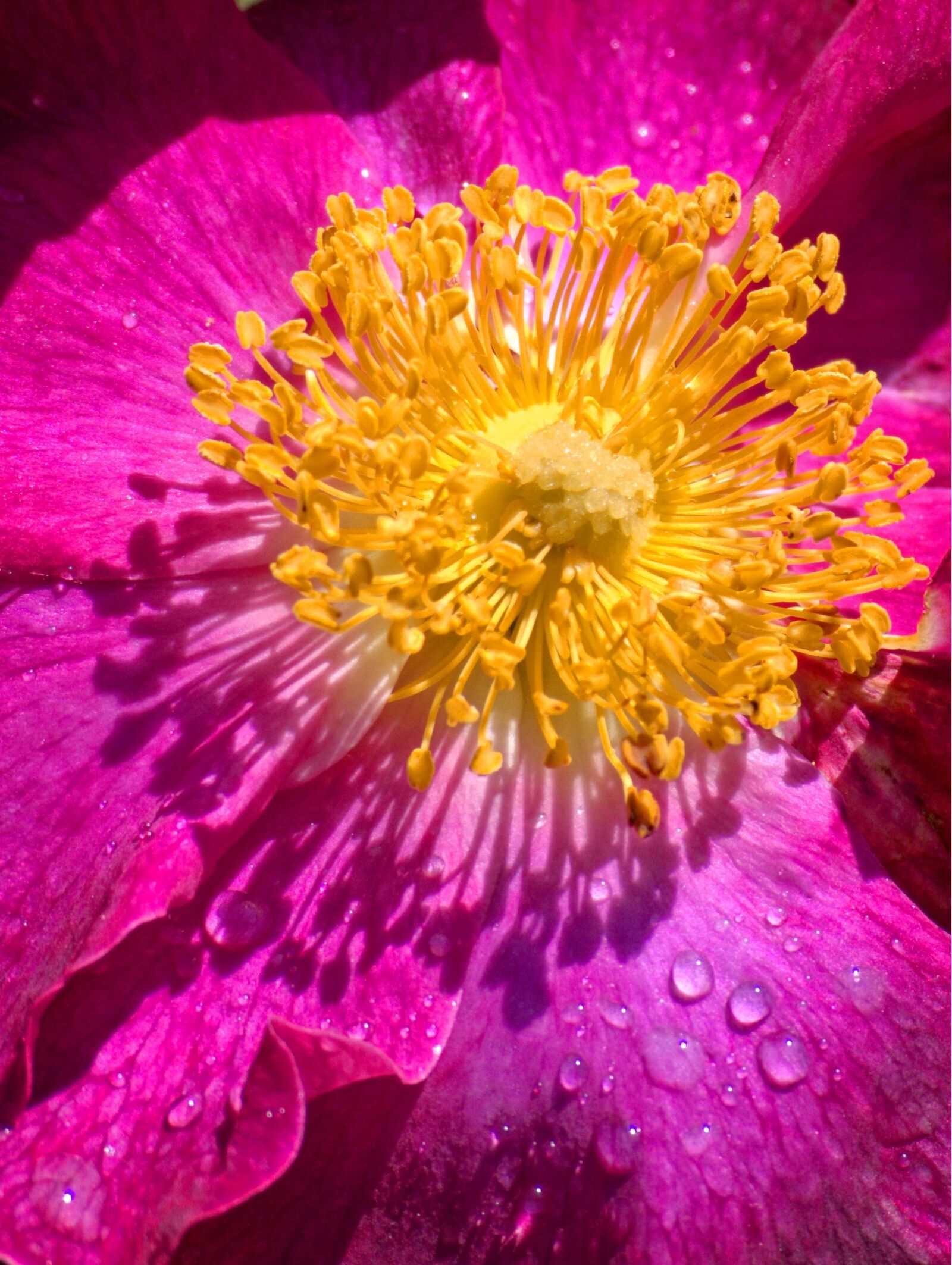 55.0-200.0mm f/4.0-f/5.6 sample photo. Blossom, bloom, wild rose photography