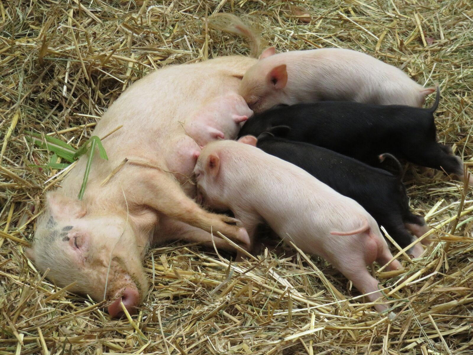 Canon PowerShot SX710 HS sample photo. Animals, pigs, piglet photography