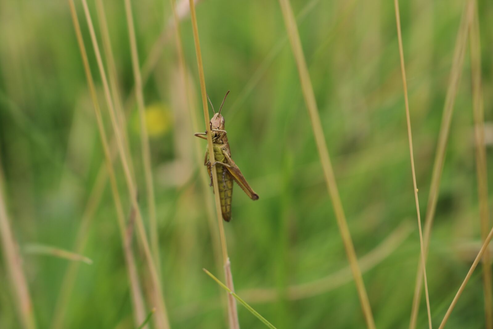 Canon EOS 750D (EOS Rebel T6i / EOS Kiss X8i) sample photo. Cricket, music, field photography