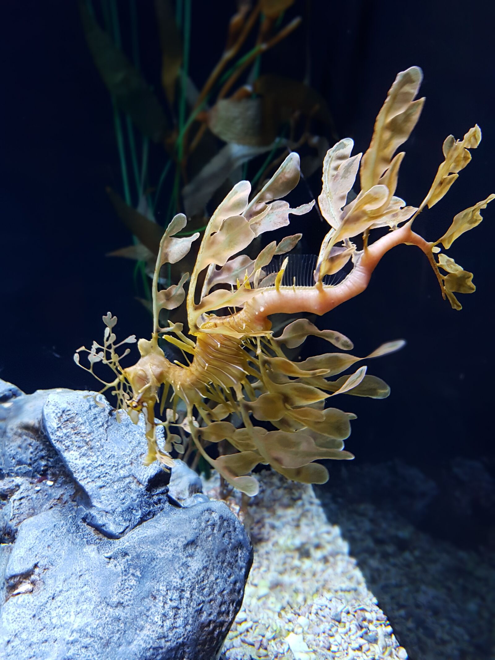 Samsung Galaxy S7 Edge sample photo. Dragon fish, aquarium, underwater photography