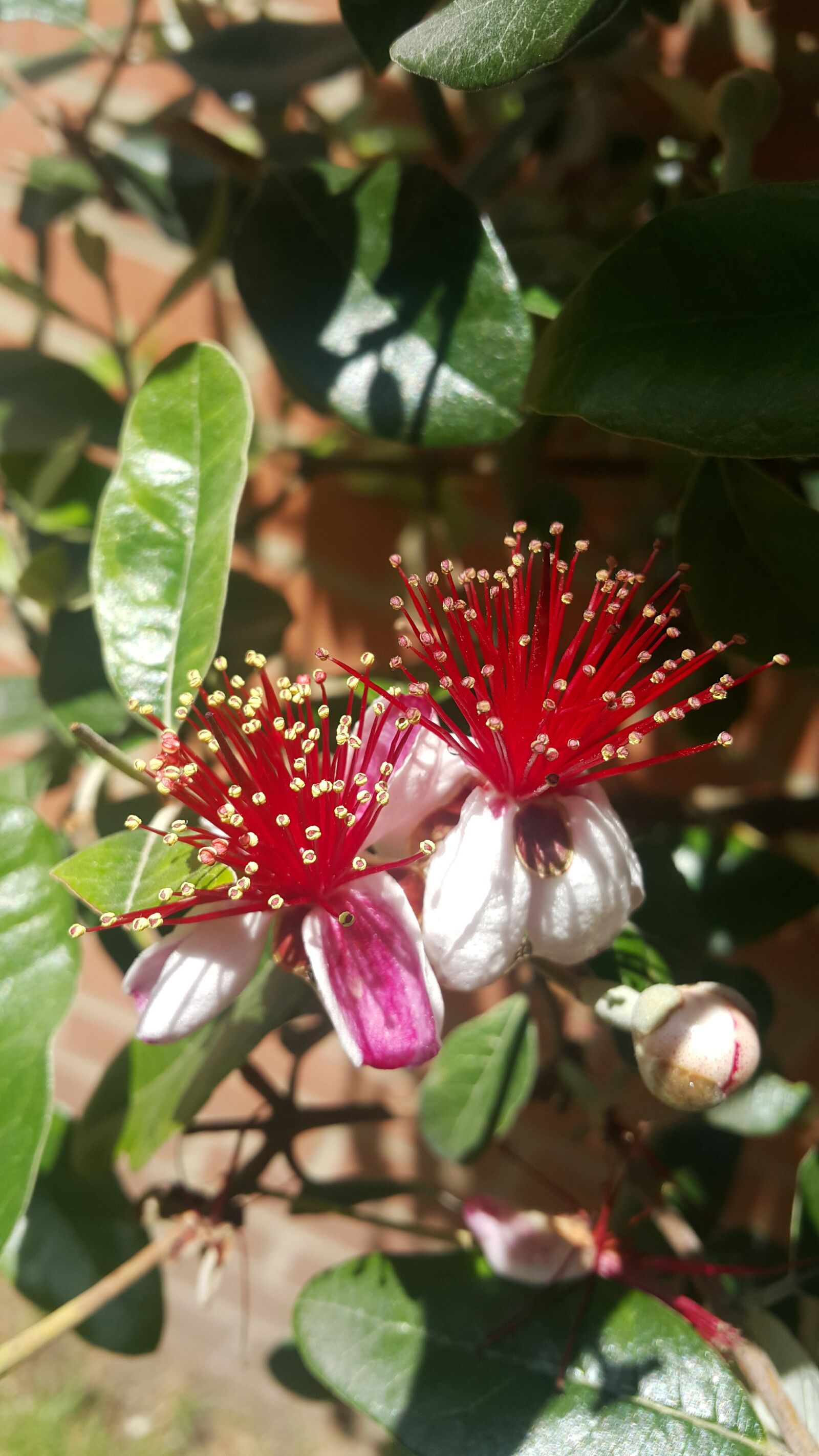 Samsung Galaxy Note4 sample photo. Flowers, nature photography