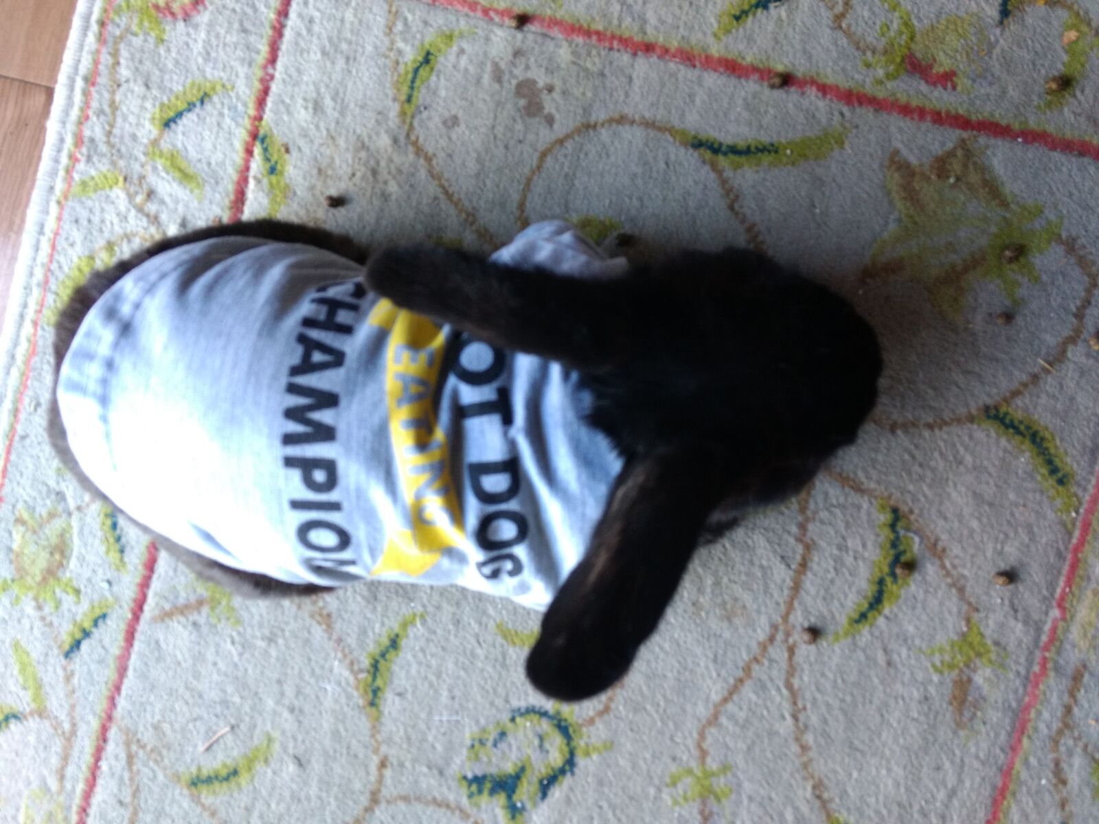 Motorola Moto G (4) sample photo. Rabbit, bunny, bunny wearing photography