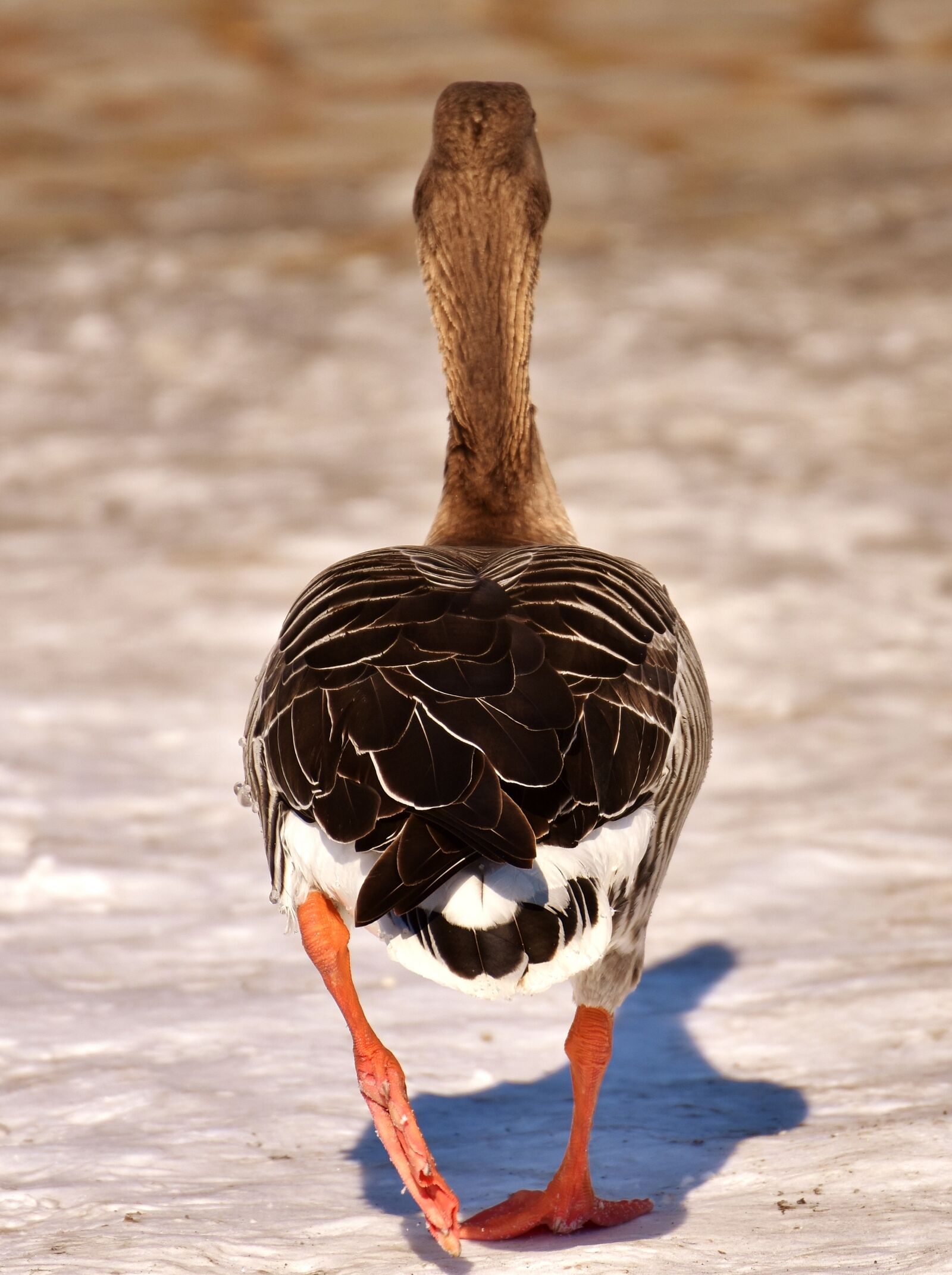 Nikon D7200 sample photo. Goose, wild goose, go photography