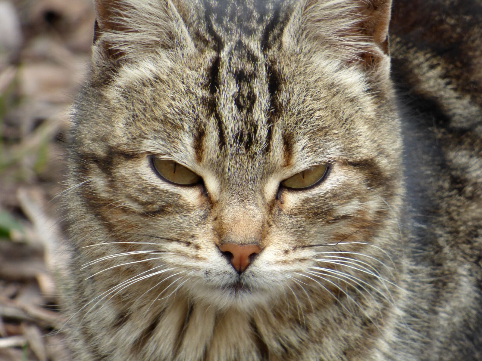 Panasonic Lumix DMC-FZ70 sample photo. Cat, cat face, pet photography