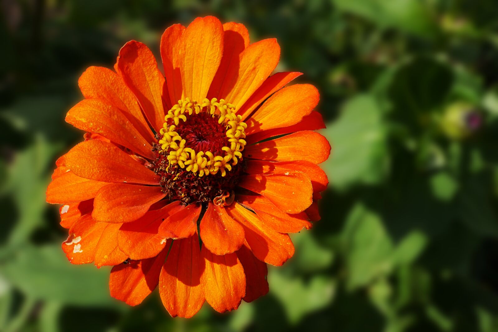 Panasonic Lumix DMC-G6 sample photo. Flower, blossom, bloom photography