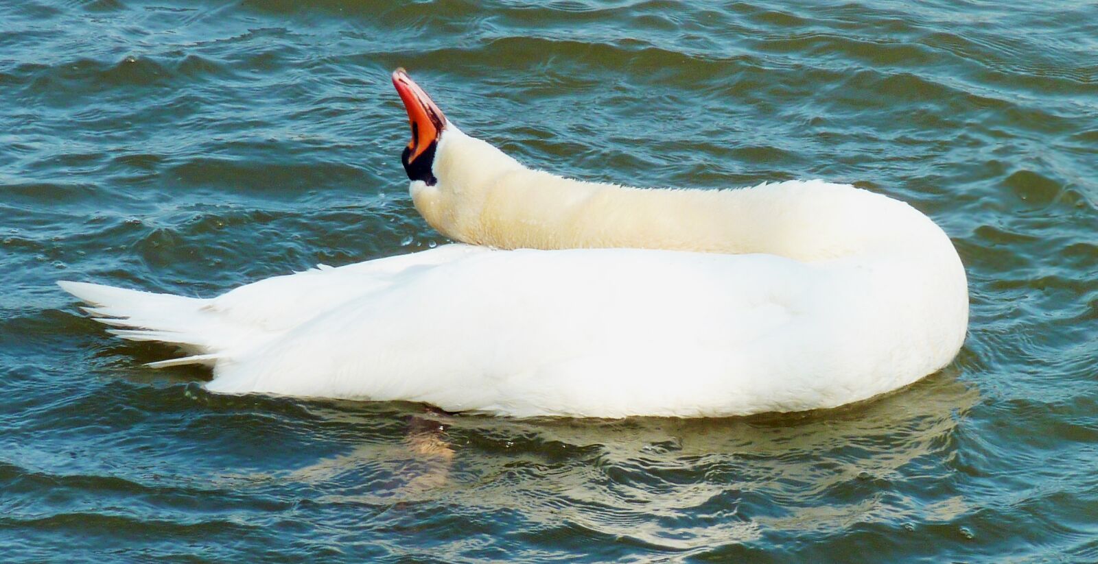 Panasonic DMC-TZ7 sample photo. Swan, white, feather photography