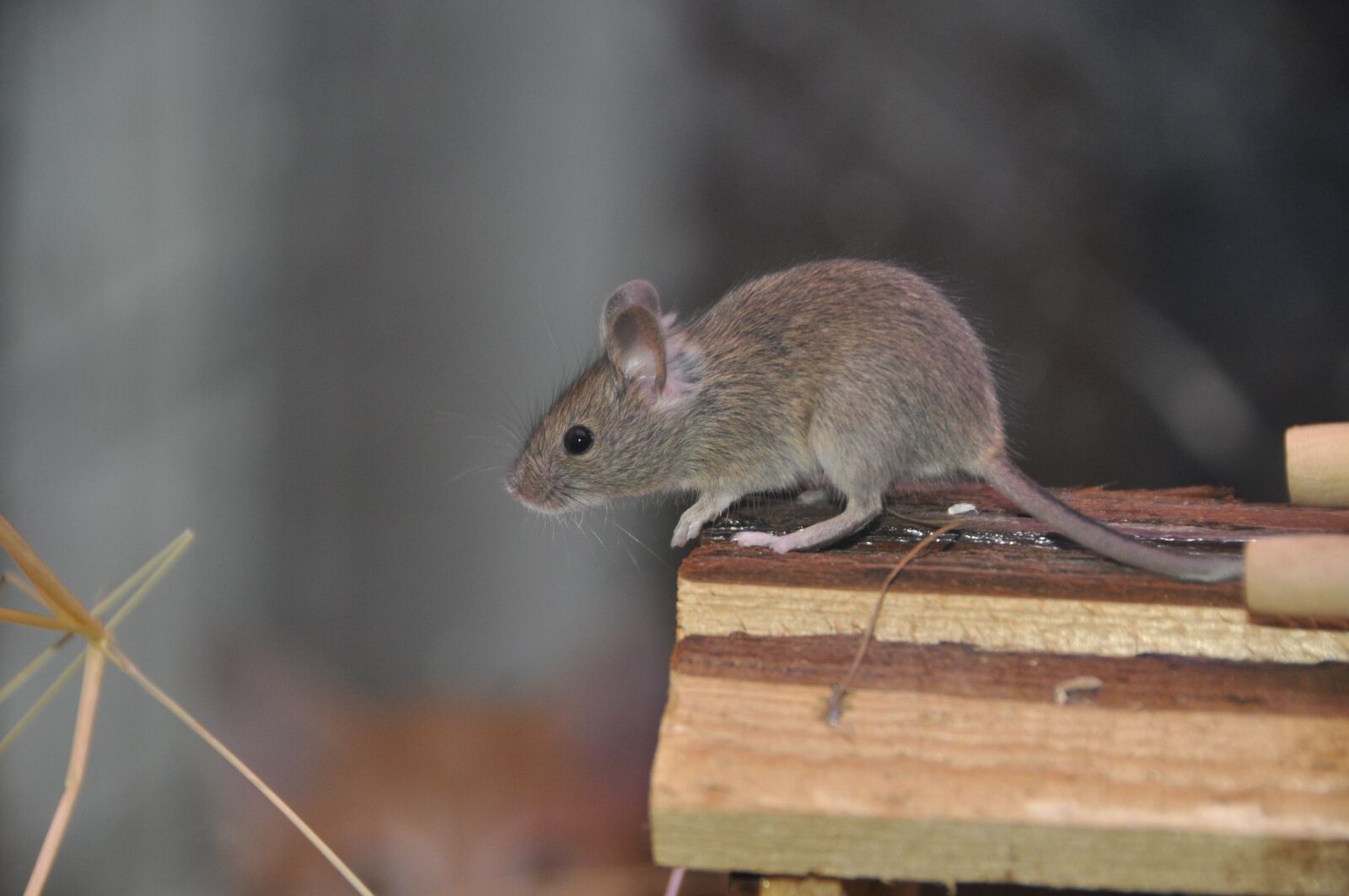 Nikon D90 sample photo. Mouse, rodent, animal photography