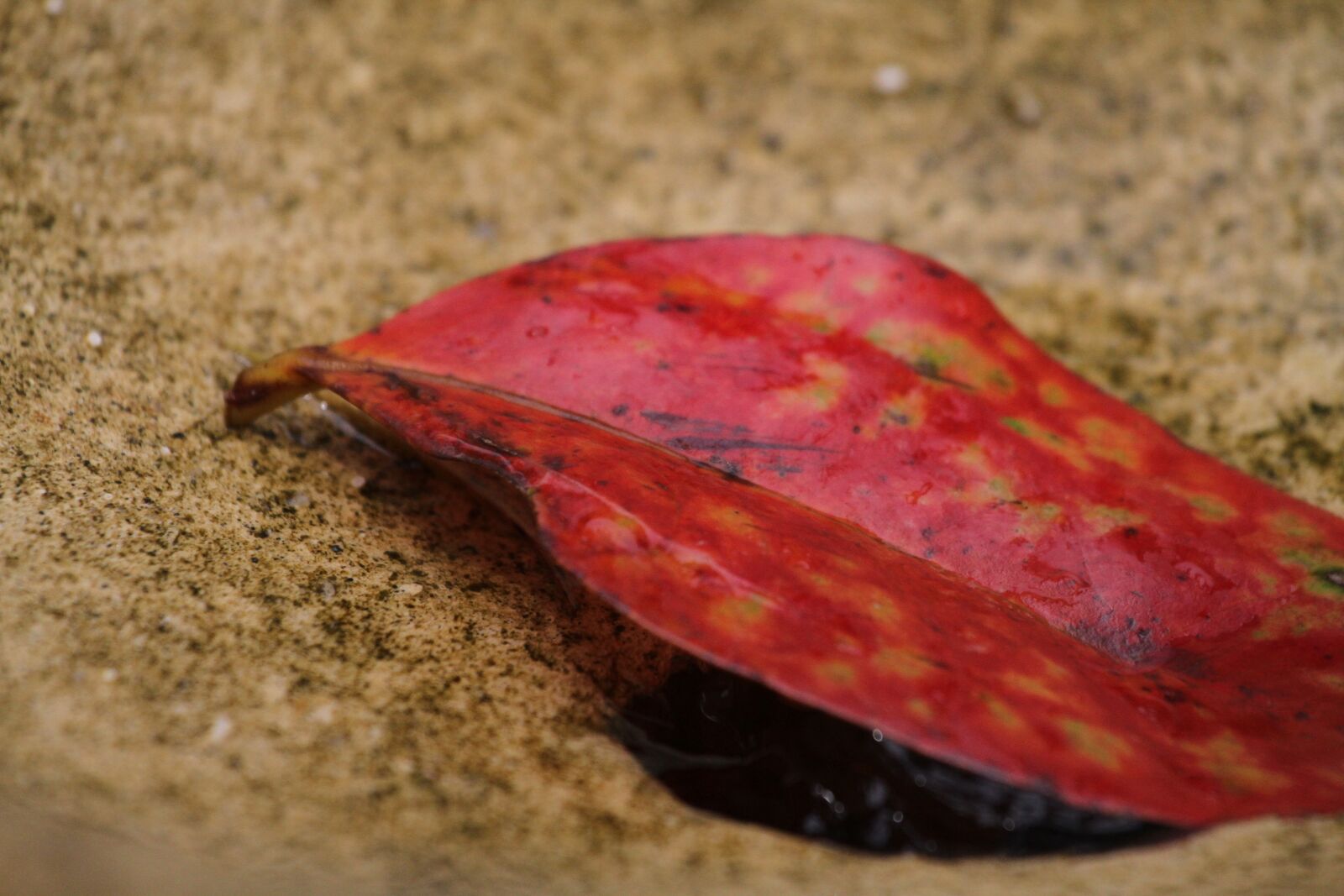 Canon EOS 7D sample photo. The leaves, sha, red photography