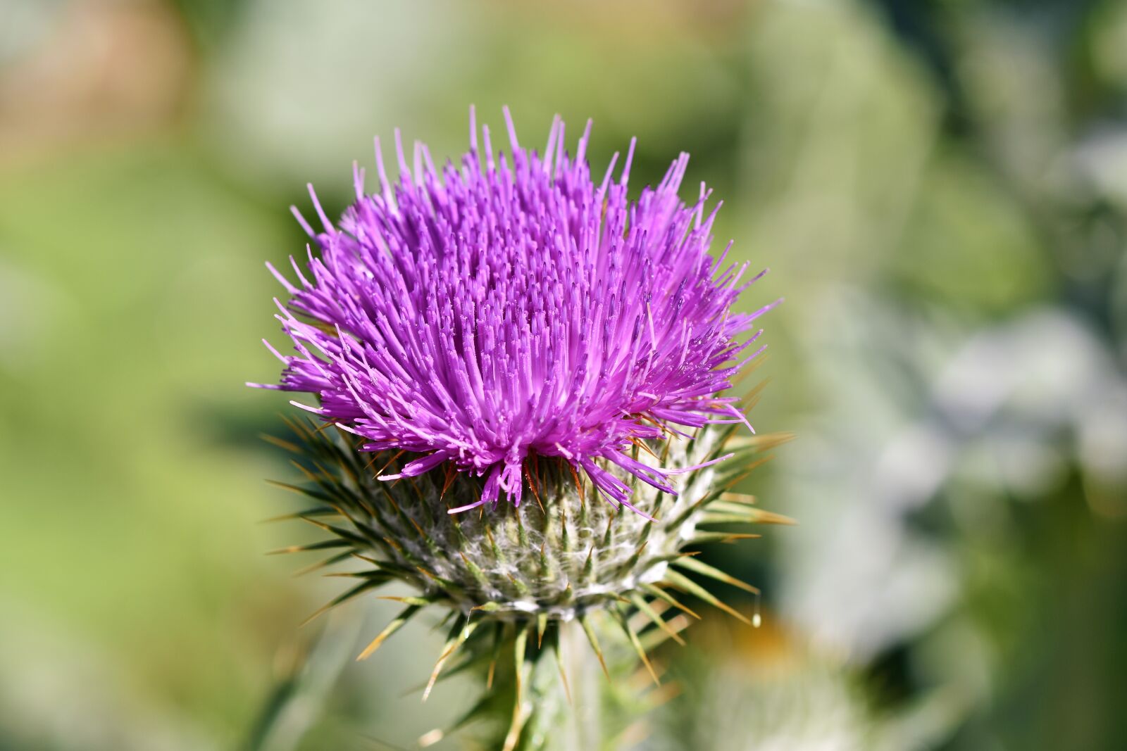 Nikon D7200 sample photo. Thistle, donkey thistle, ordinary photography