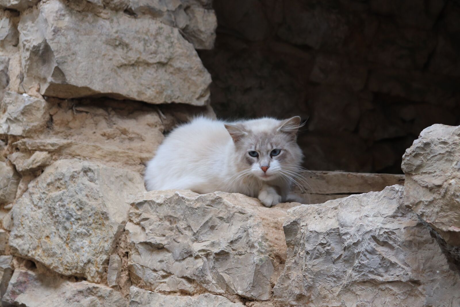 Canon EOS 800D (EOS Rebel T7i / EOS Kiss X9i) sample photo. Cat, felines, domestic photography