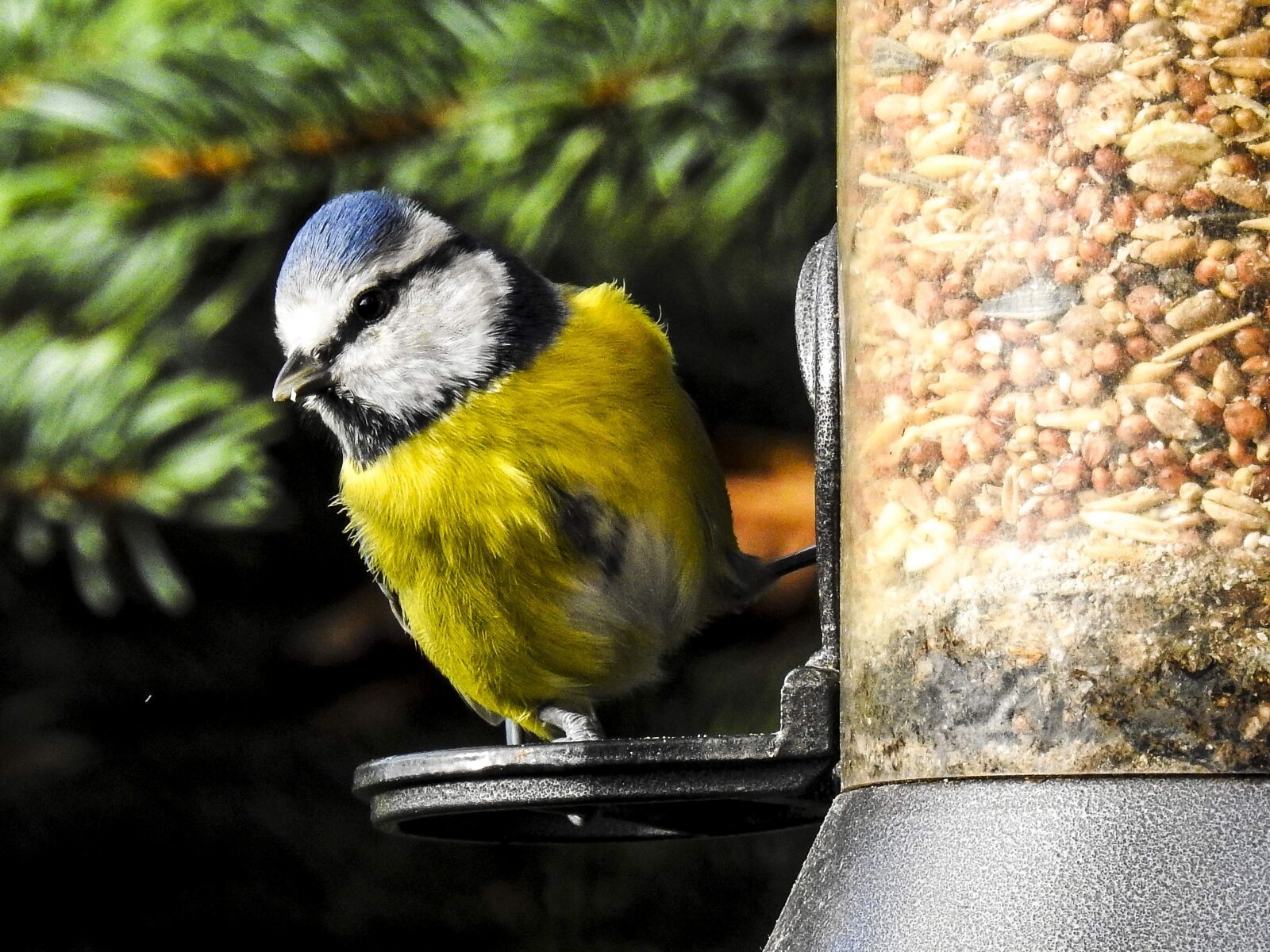 Nikon Coolpix P900 sample photo. Blue tit, tit, nature photography