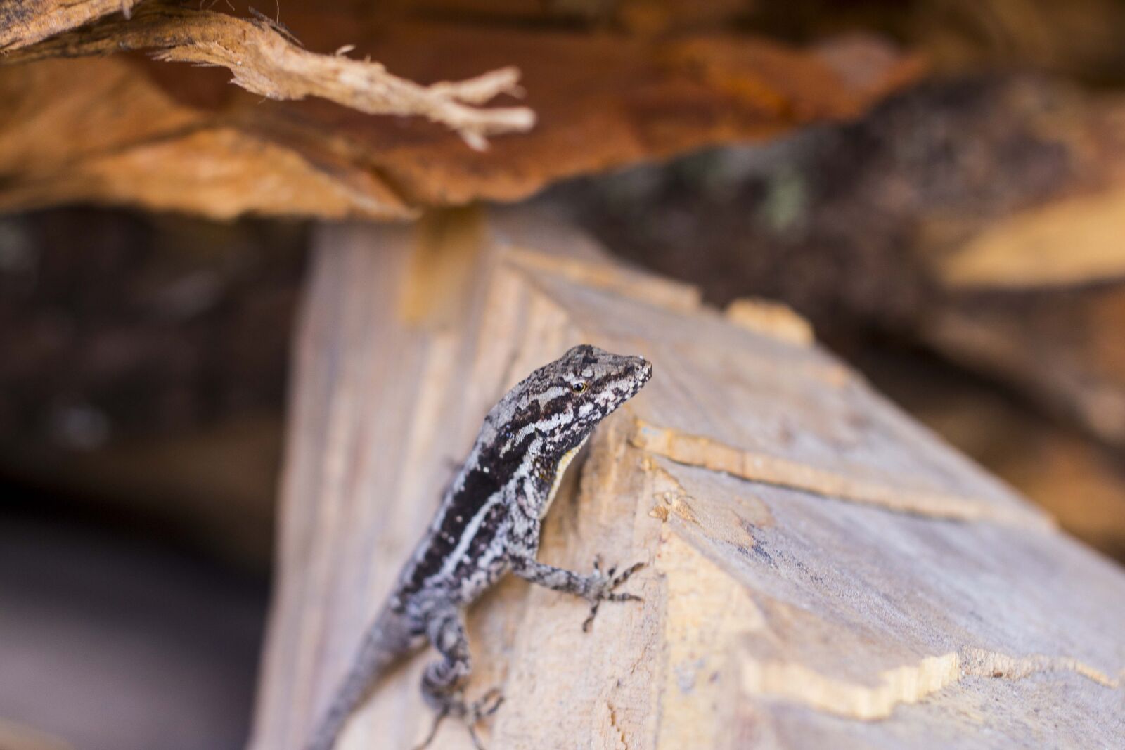 Canon EOS 700D (EOS Rebel T5i / EOS Kiss X7i) + Canon EF 40mm F2.8 STM sample photo. Lizard, wood, field photography
