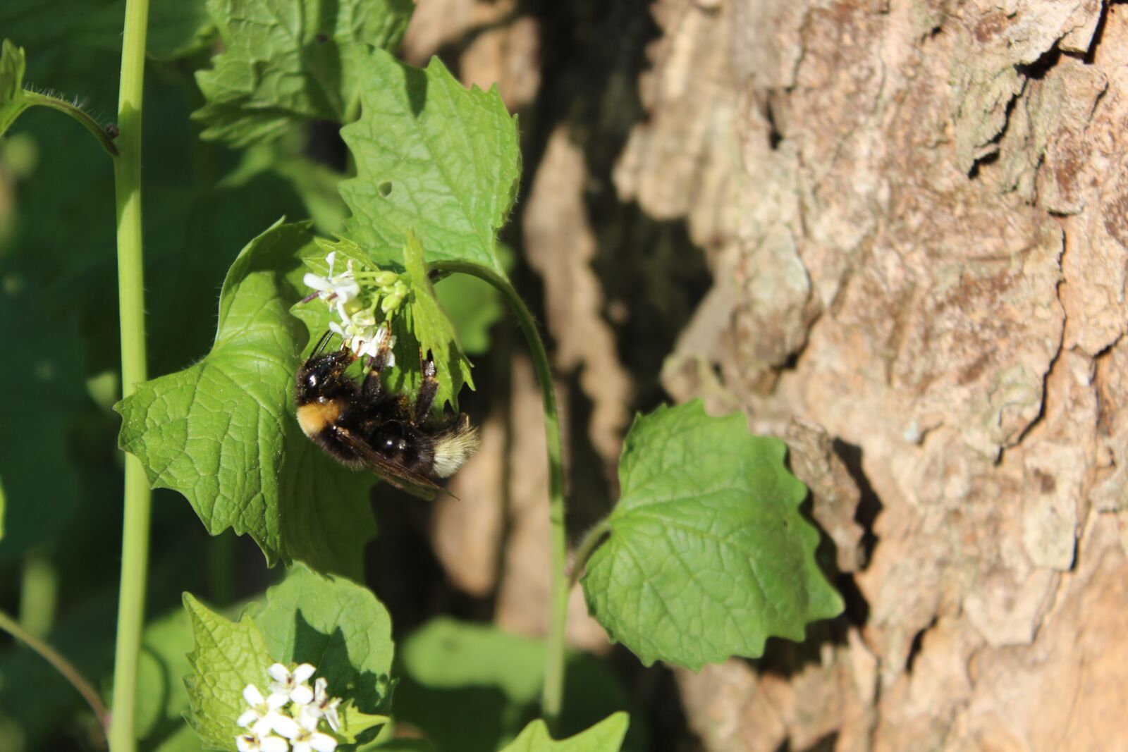 Canon EOS 600D (Rebel EOS T3i / EOS Kiss X5) sample photo. Hummel, forest, spring photography