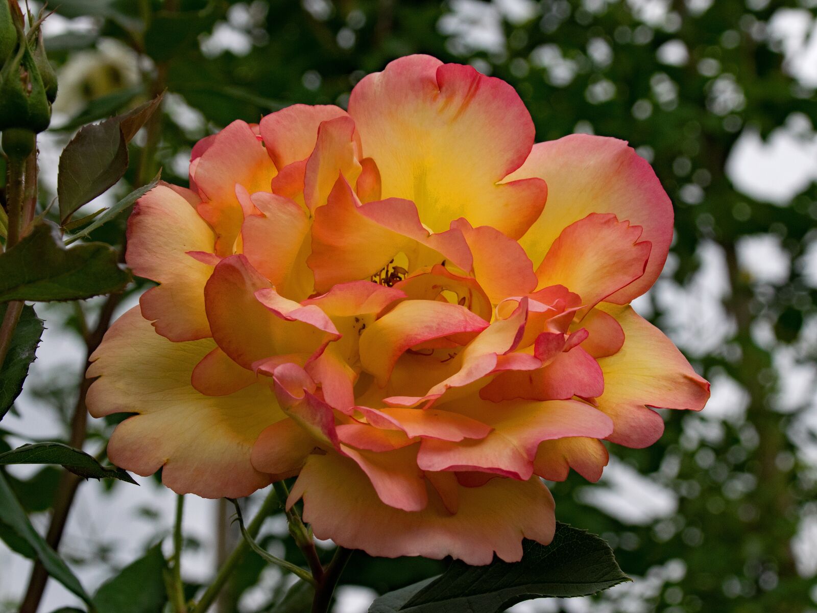 Nikon D5300 sample photo. Rose, parure d'or, climbing photography