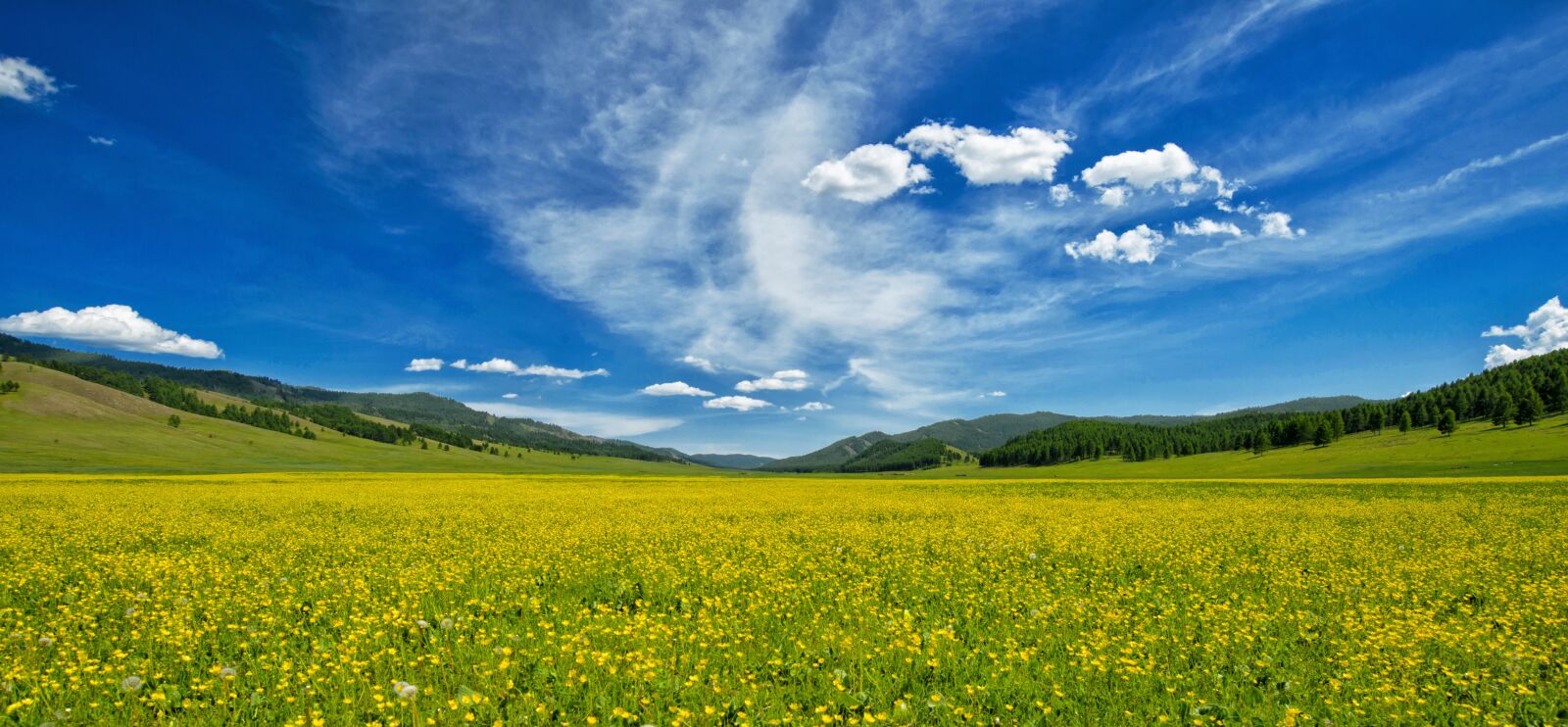 Nikon D800E sample photo. Yellow flowers, buttercup, one photography